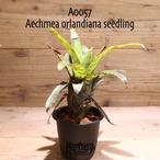 【送料無料】Aechmea orlandiana seedling〔エクメア〕現品発送A0057