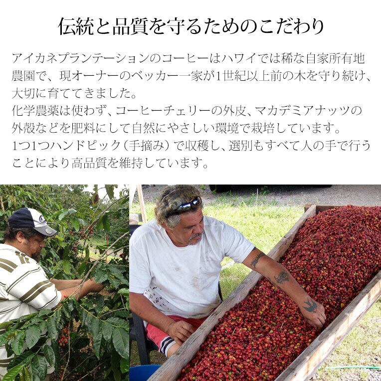 アイカネ プランテーション 100％ カウコーヒー 焙煎挽豆 8oz(227g