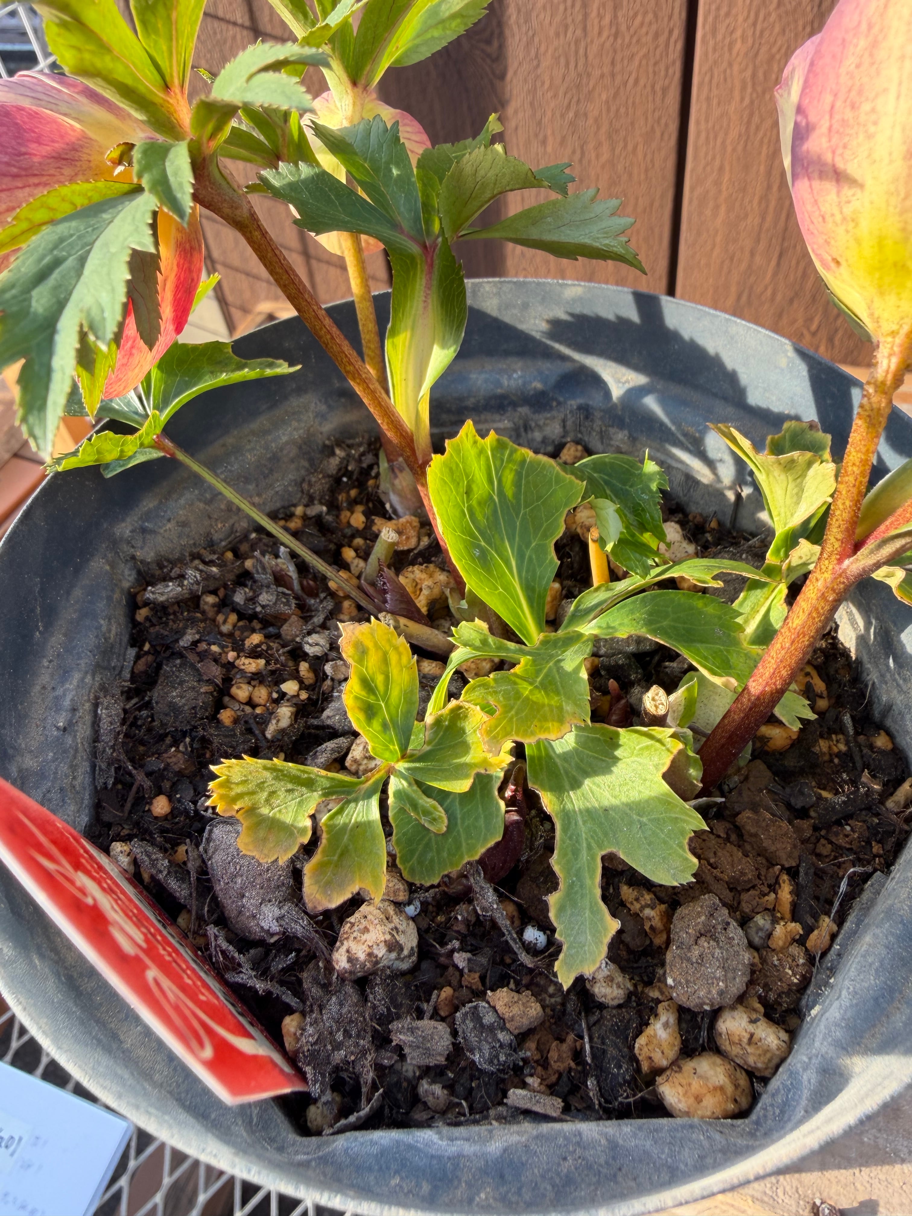 茜交配 Zoony Garden クリスマスローズ【Zo04】送料無料 | あしかが