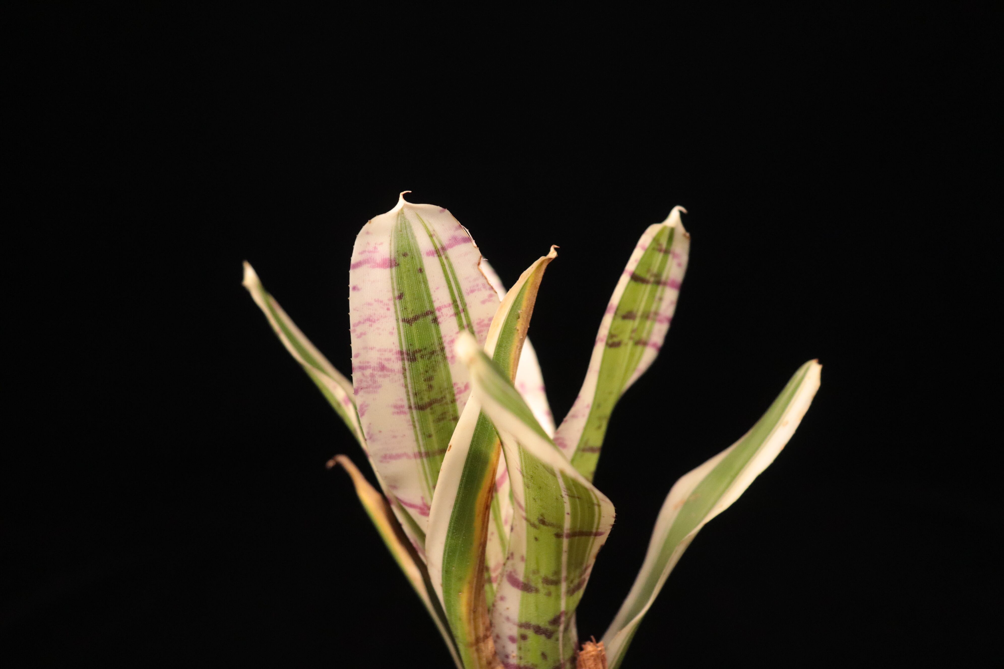 Neoregelia 'Hello kitty'〔ネオレゲリア〕N717 | plane plants