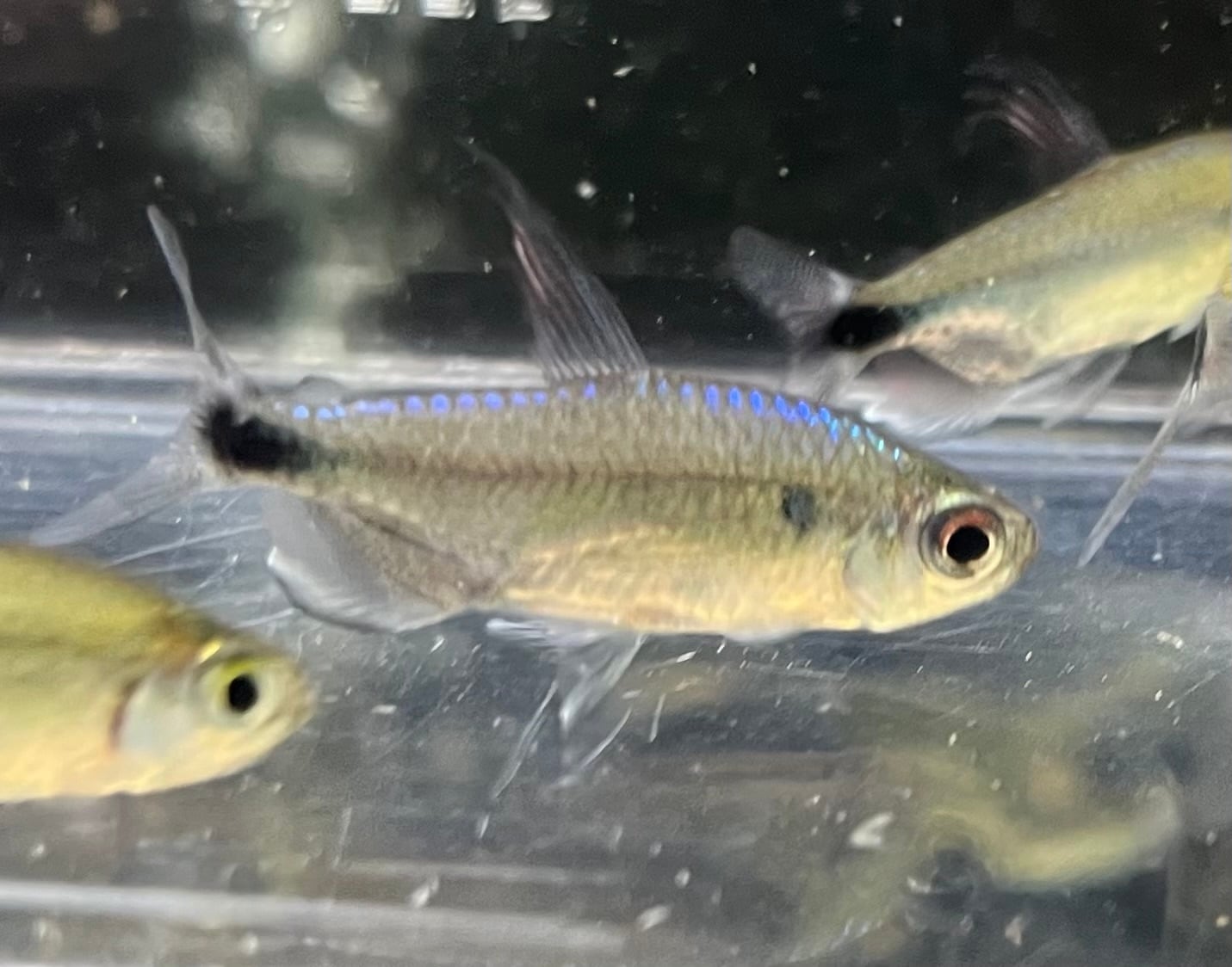 ペア】ナイジェリア直輸入便WILDアフリカンダイヤモンドコンゴテトラ