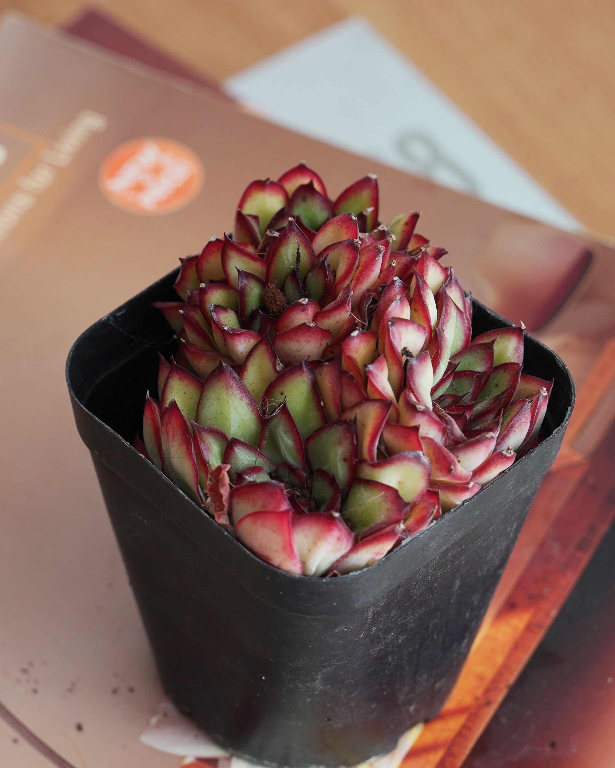 抜き苗 レッドライト Echeveria 'Red Light' | PUKUBOOK SUCCULENTS