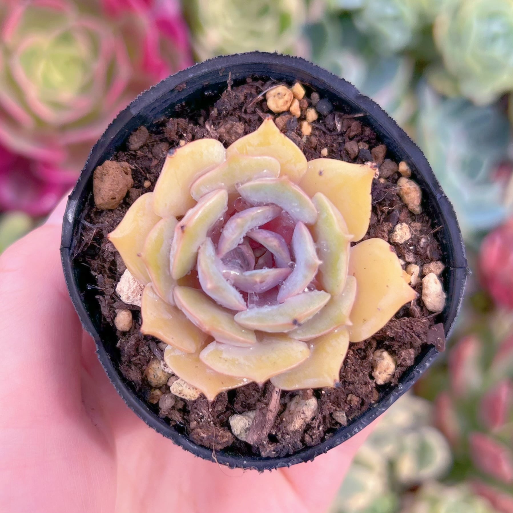 現品　紫姫#934　るる農園