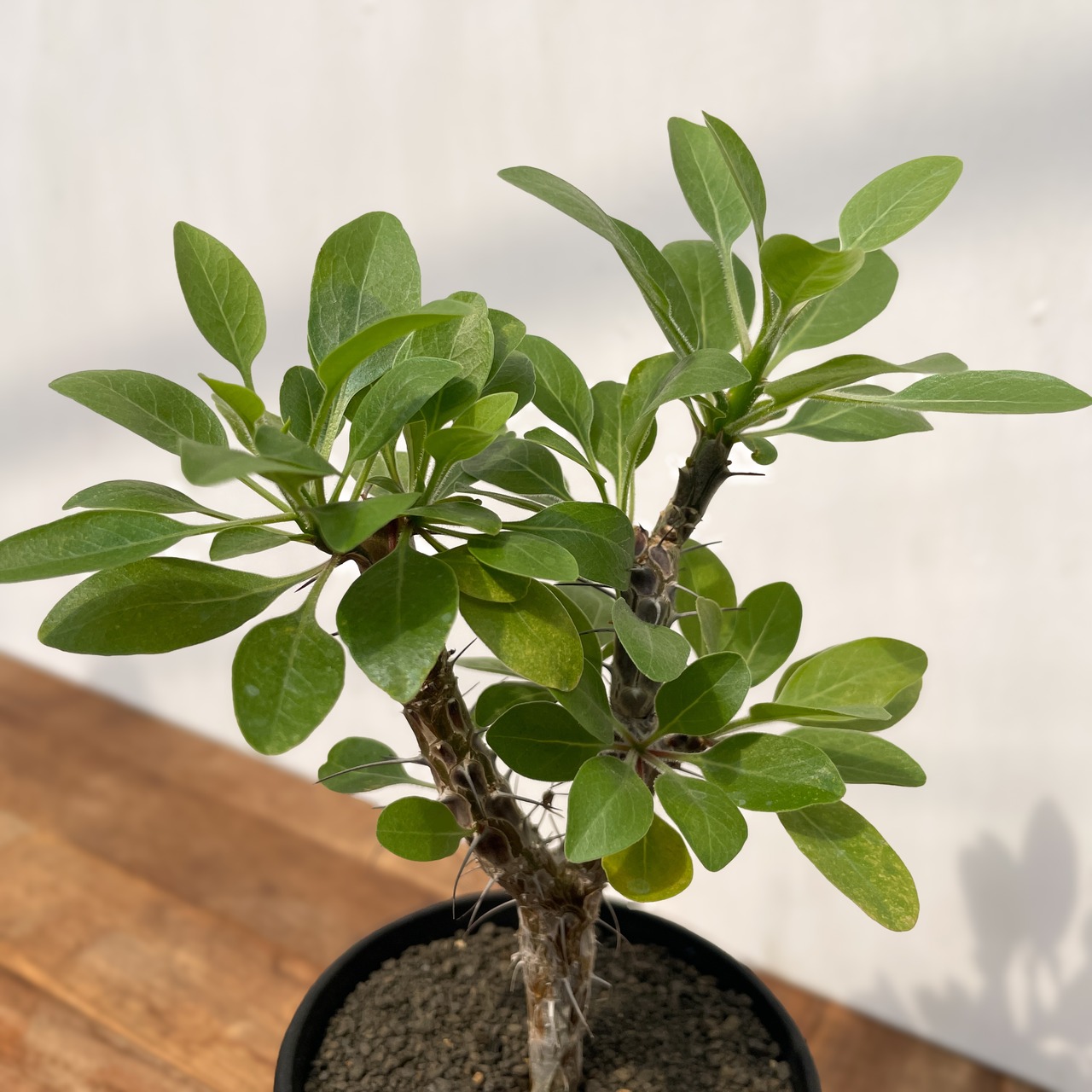 Fouquieria diguetii 【フォークイエリア・ディグエッティ・実生】