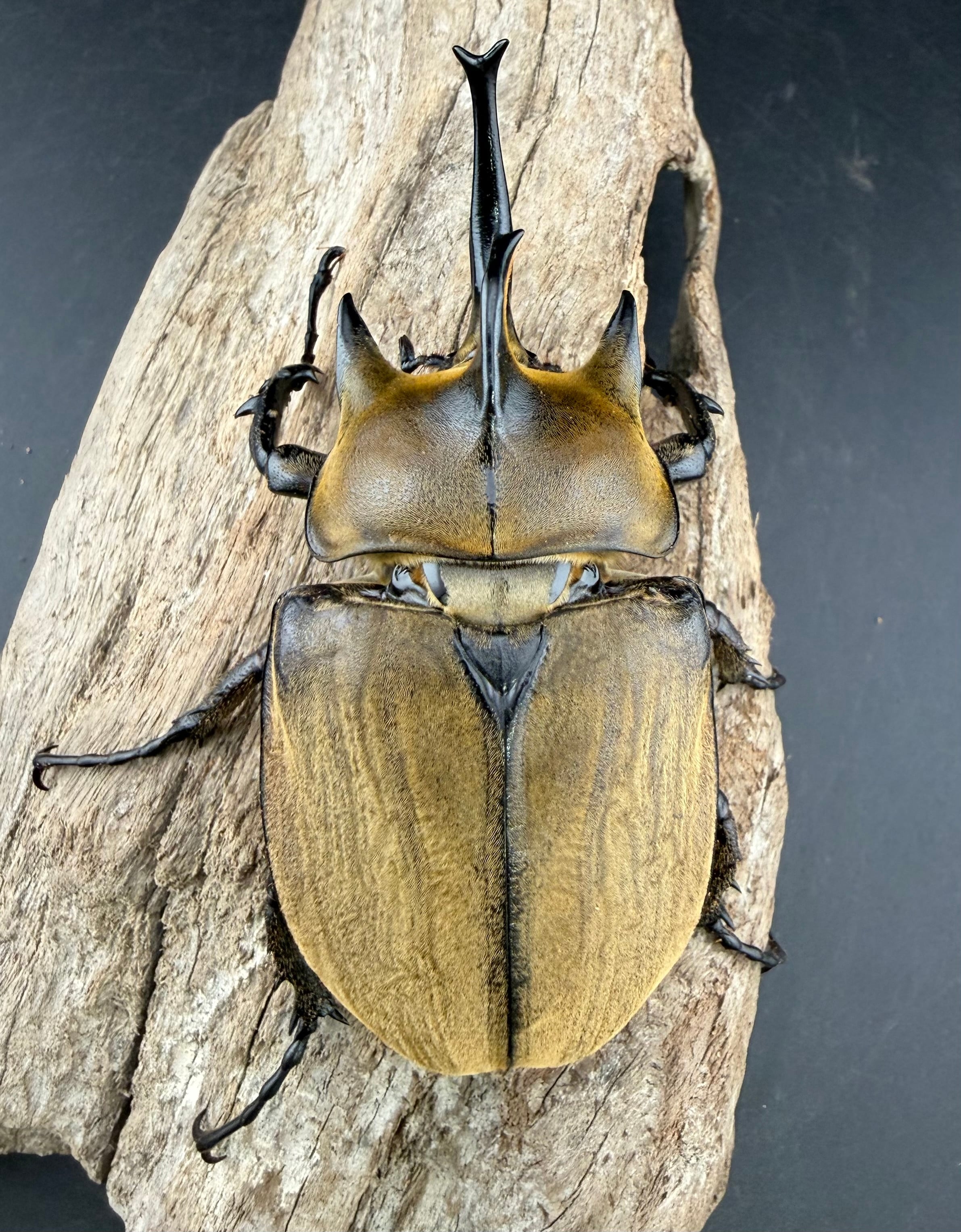 ギアスゾウカブト102mm　ヤヌスゾウカブト　94mm 標本　セット 楽天市場】美麗/希少種【DDA】ギアスゾウカブト(ルンバッシャー) 成虫