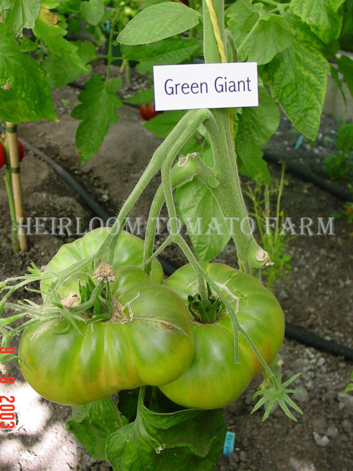 Heirloom Tomato® Green Giant エアルーム・トマト・グリーン・ジャイアント Heirloom Tomato Farm