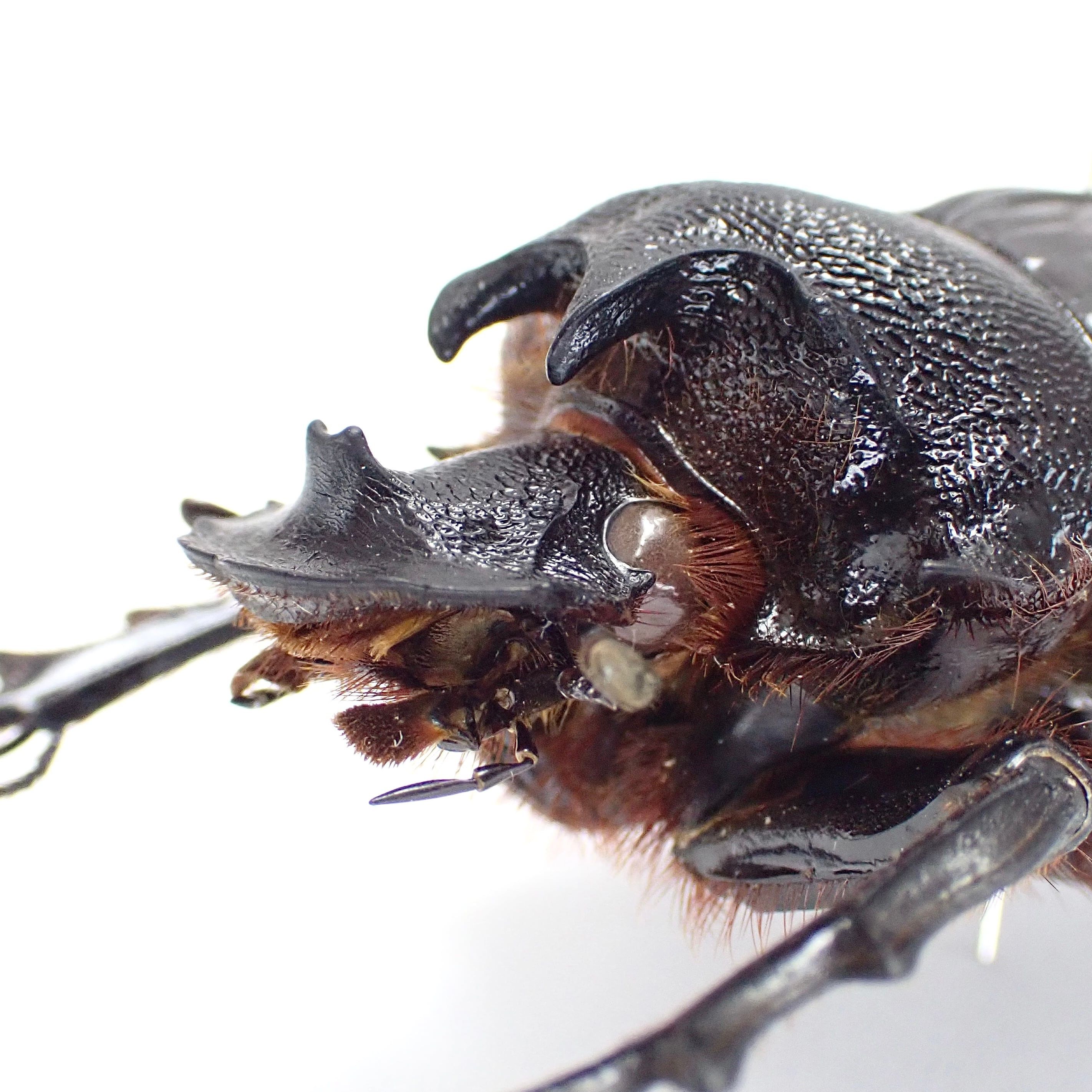 タンザニア産 Heliocopris letiranti ♂ 46mm | 昆虫標本 Diggers