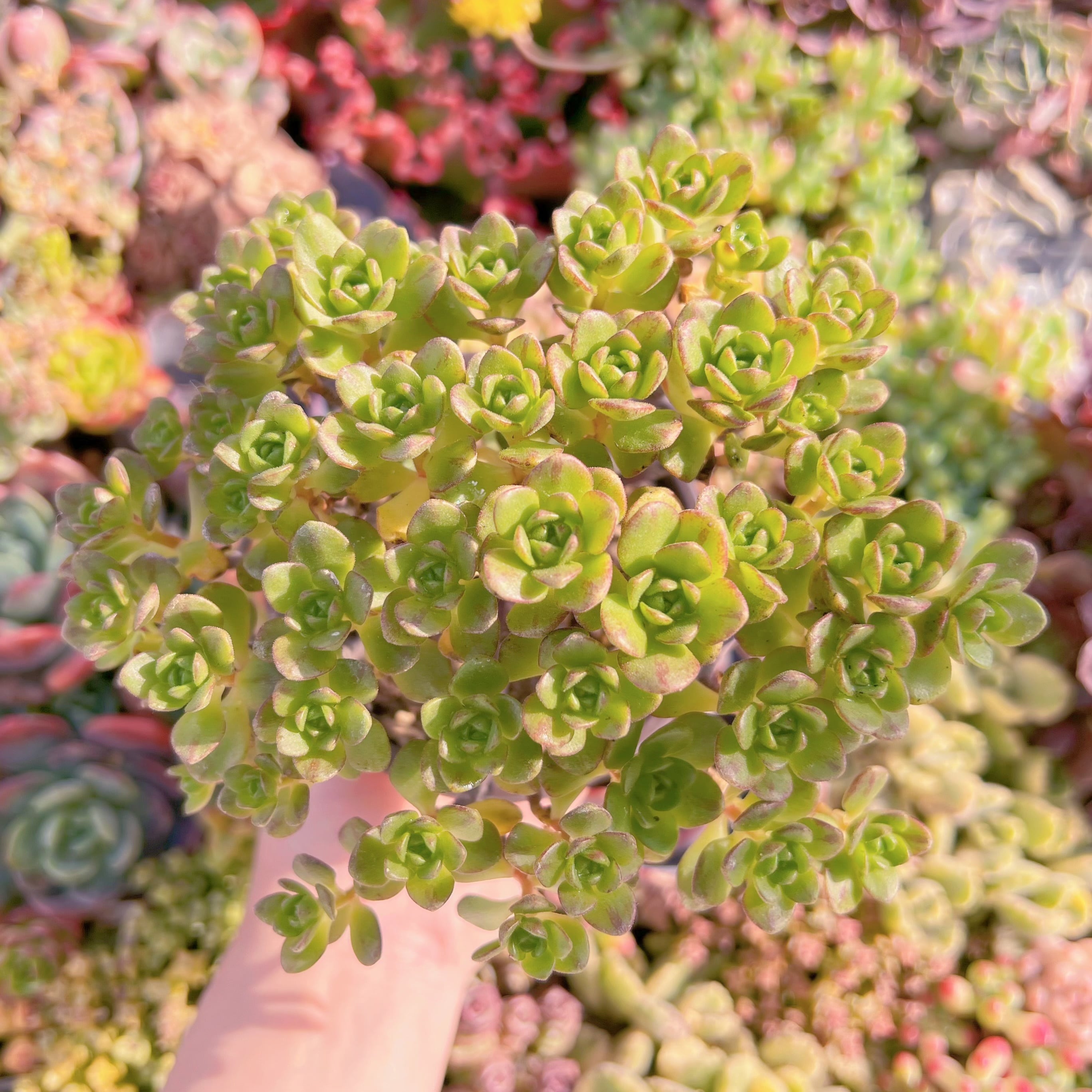 現品　little fox#K007　群生　るる農園