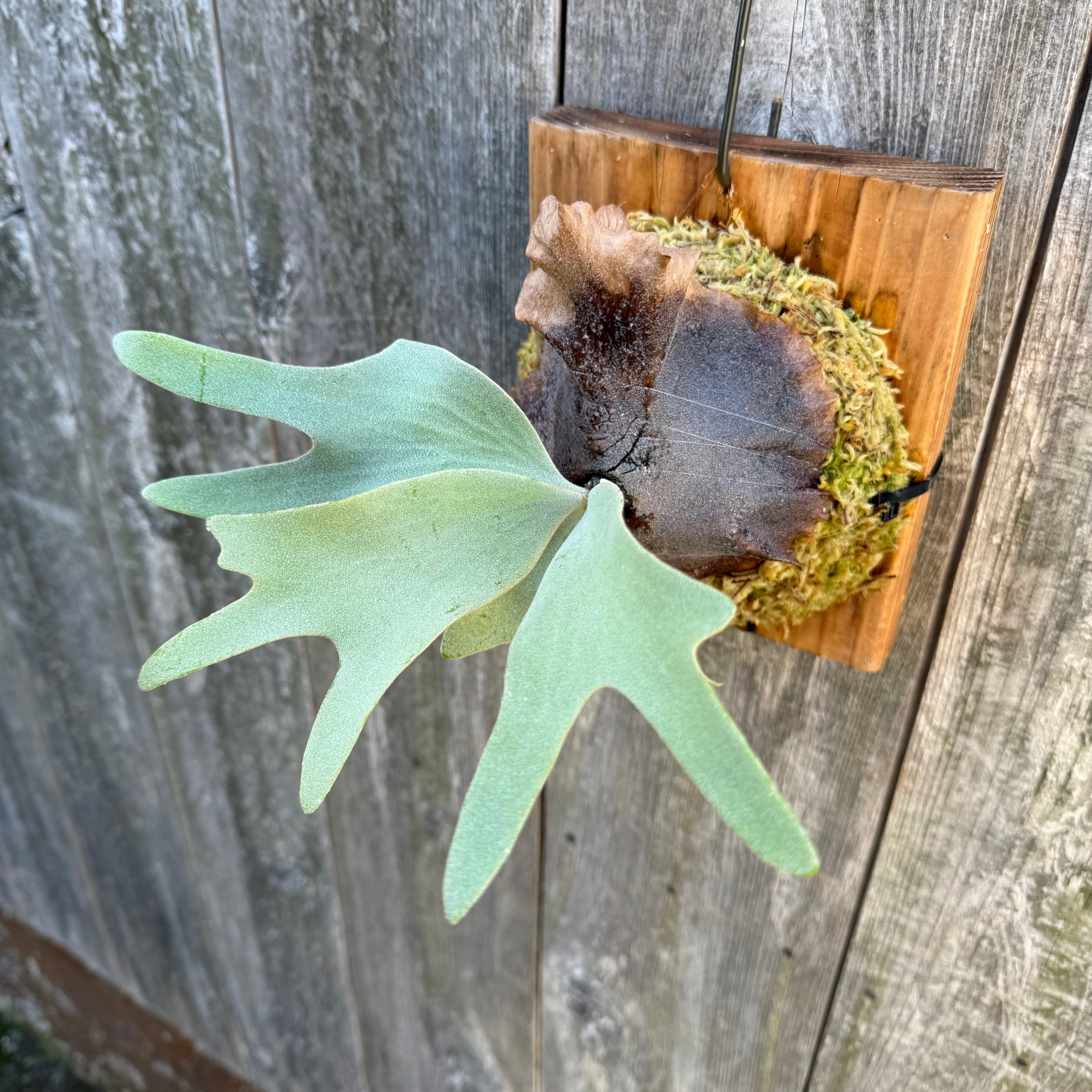 P.Ginka,P.willinckii “Yellow moon” 12th oasis sporeling | naturefix