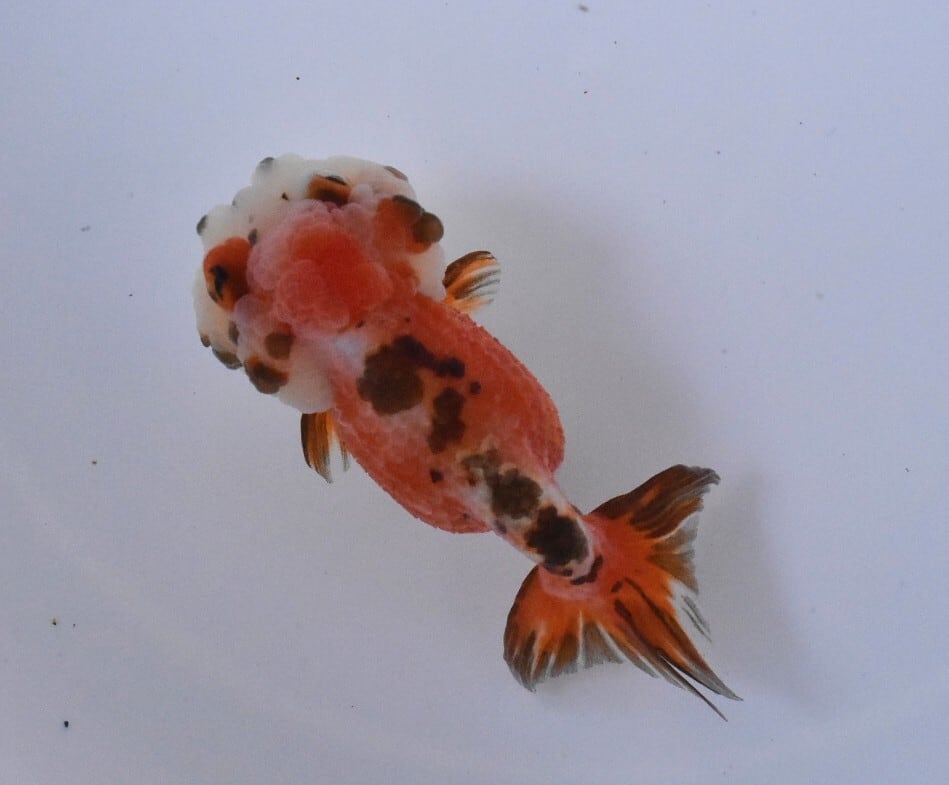 選べる】麒麟らんちゅう | 〈金魚専門店〉fishfarmjp1