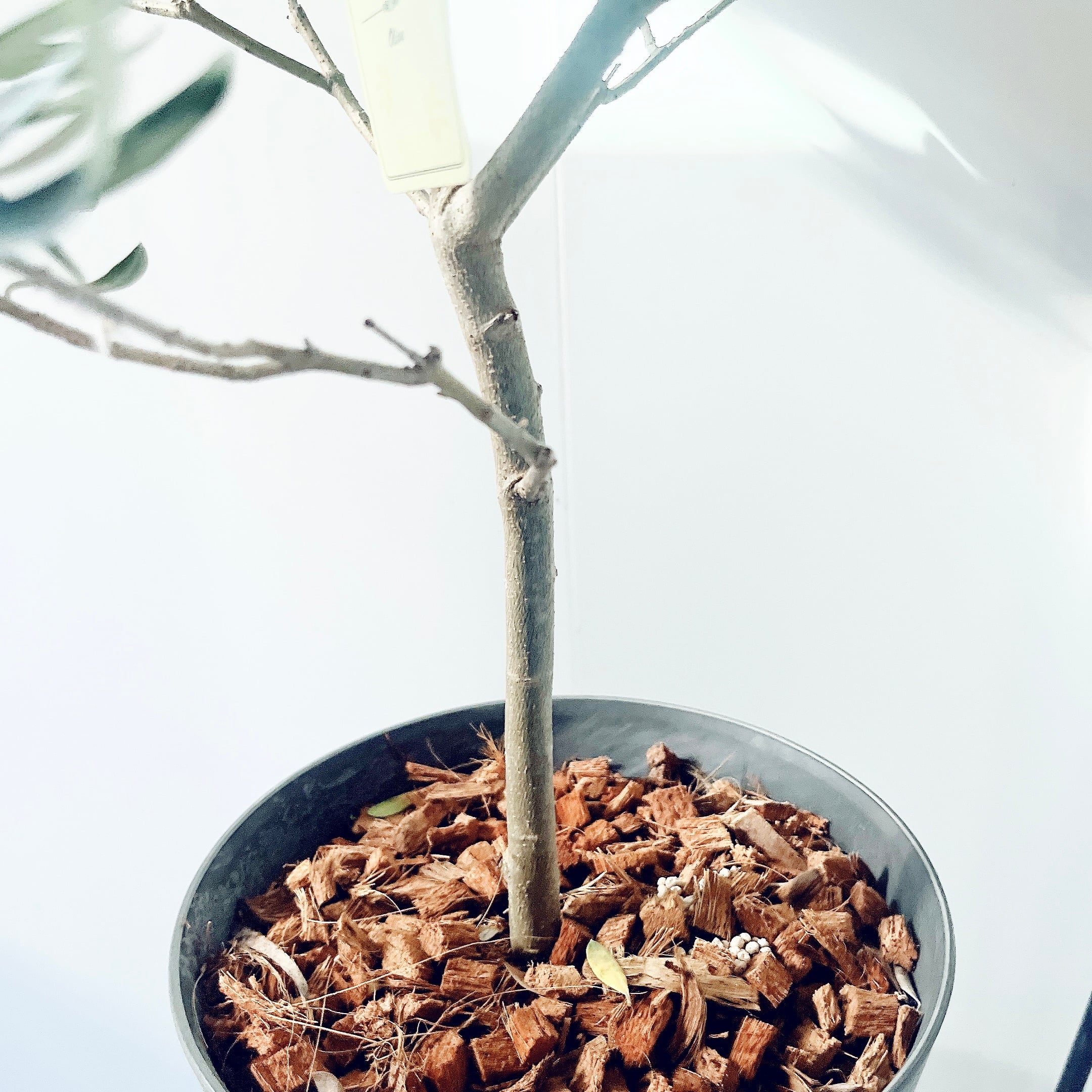 特A品】オリーブ チプレッシーノ Lサイズ 観葉植物 calm cafe | calm