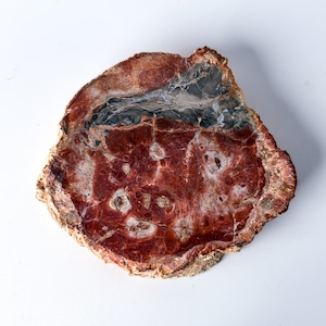 ペトリファイドウッド（珪化木）スラブ ＊ Petrified Wood ＊ 天然石