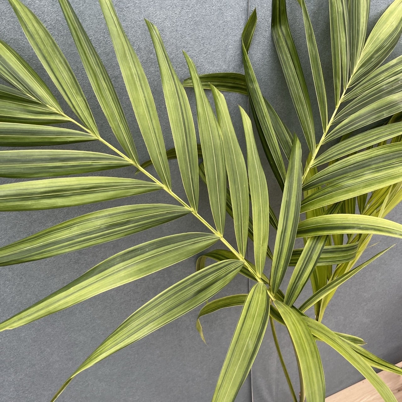 現品］【希少】8番 マニラヤシ 斑入り 観葉植物 大型 室内 8号 プラ鉢