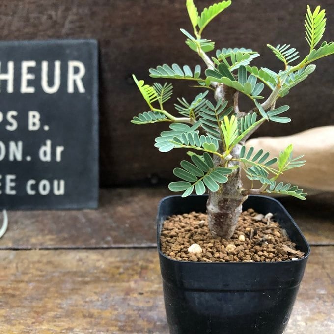 センナ メリディオナリス Senna meridionalis コーデックス 塊根植物