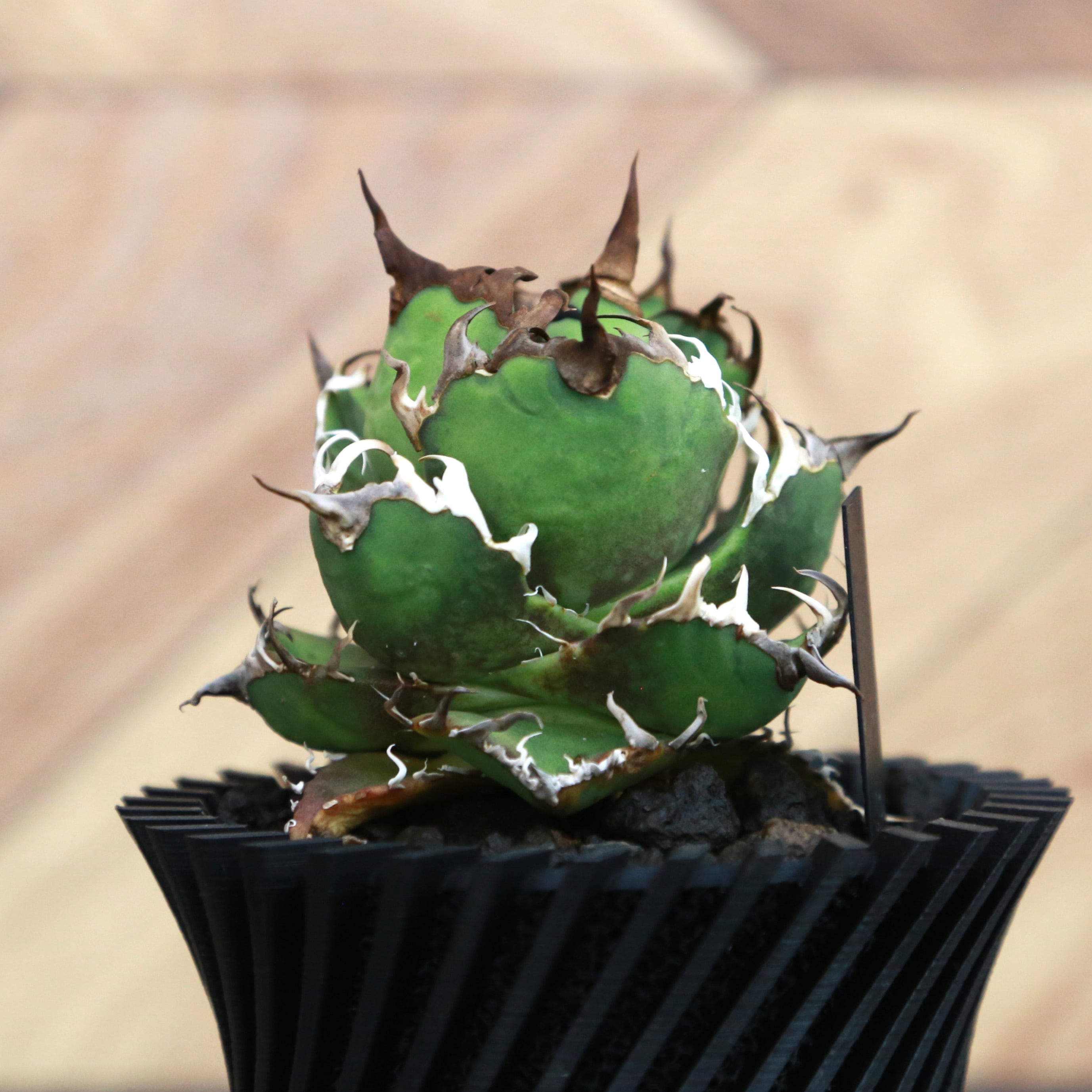 Agave Titanota Super Red Catweezle アガベ チタノタ スーパーレッド
