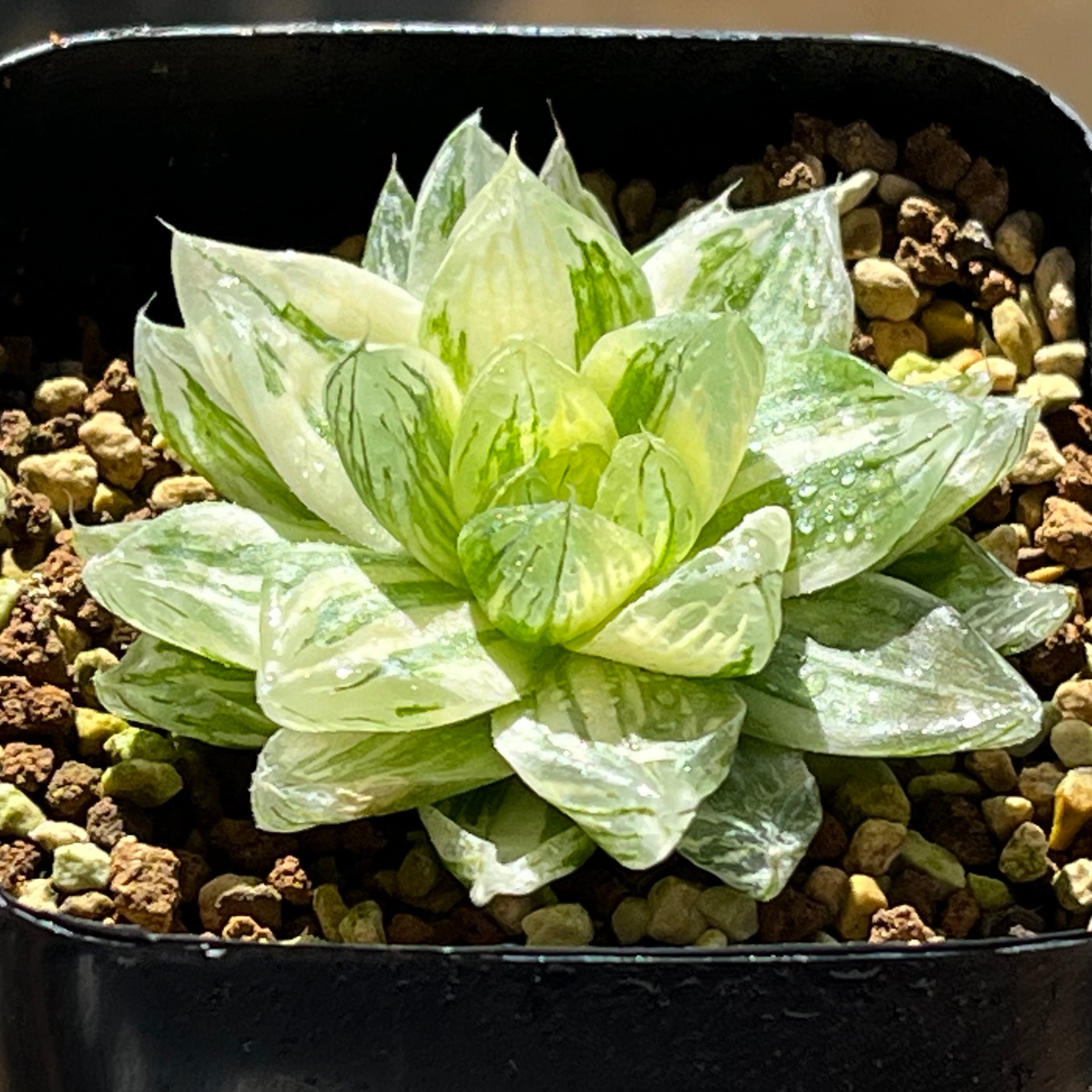 ハオルチア 桜水晶錦 | mocono_plants