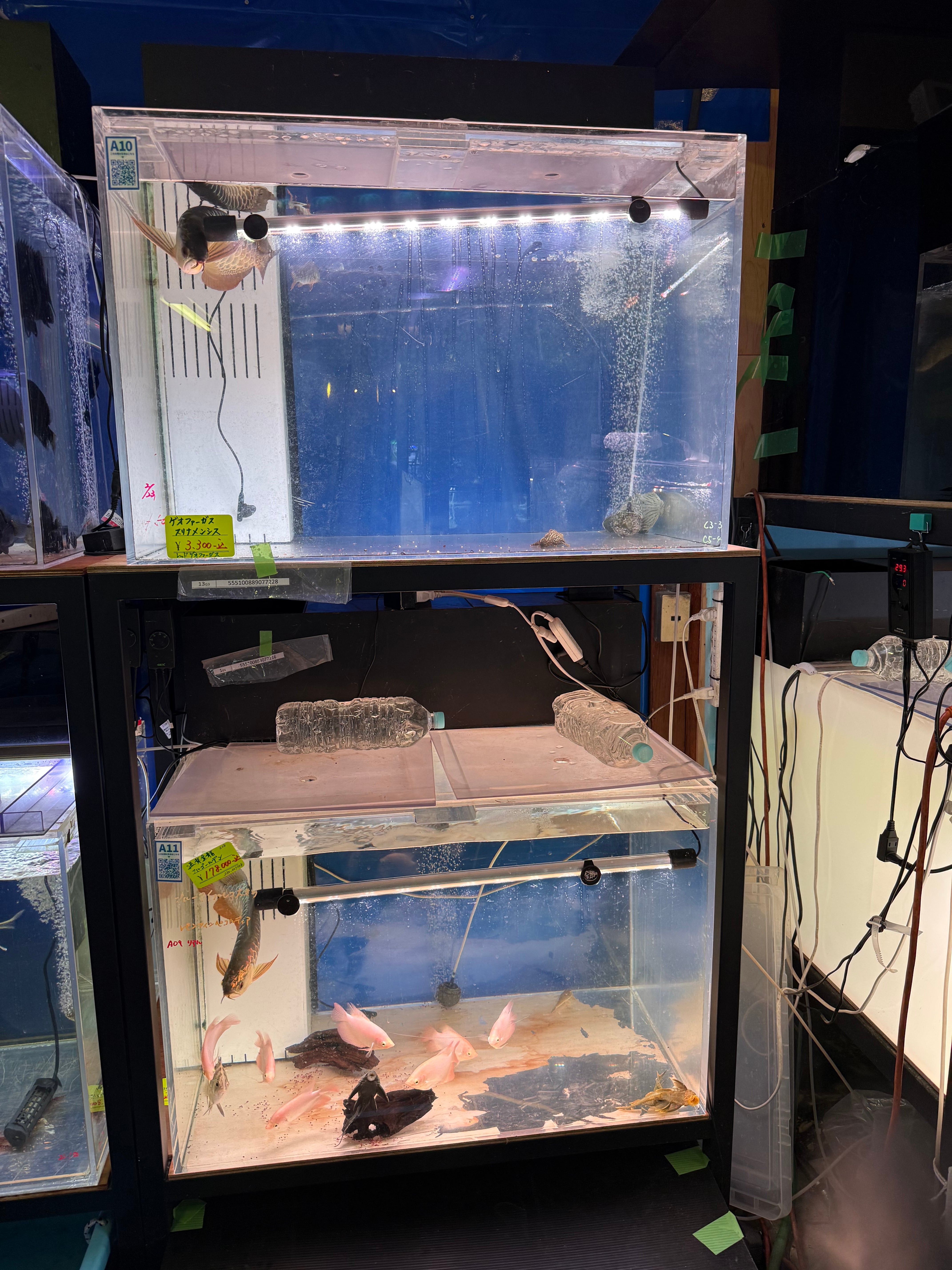 新入荷 | アクアショップ ビリーケン オンラインストア