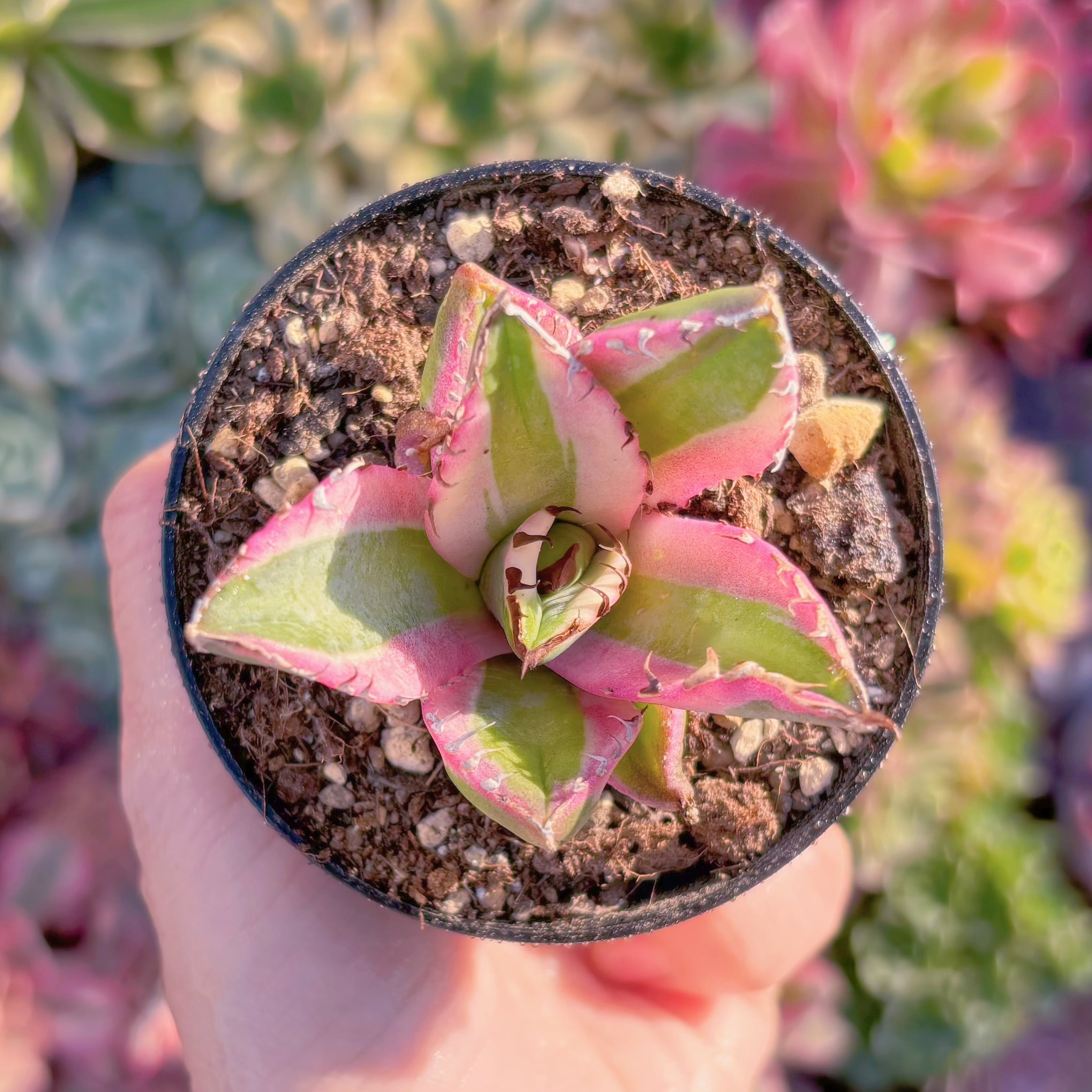 現品　スナグルトゥース錦#M029　新入荷　るる農園