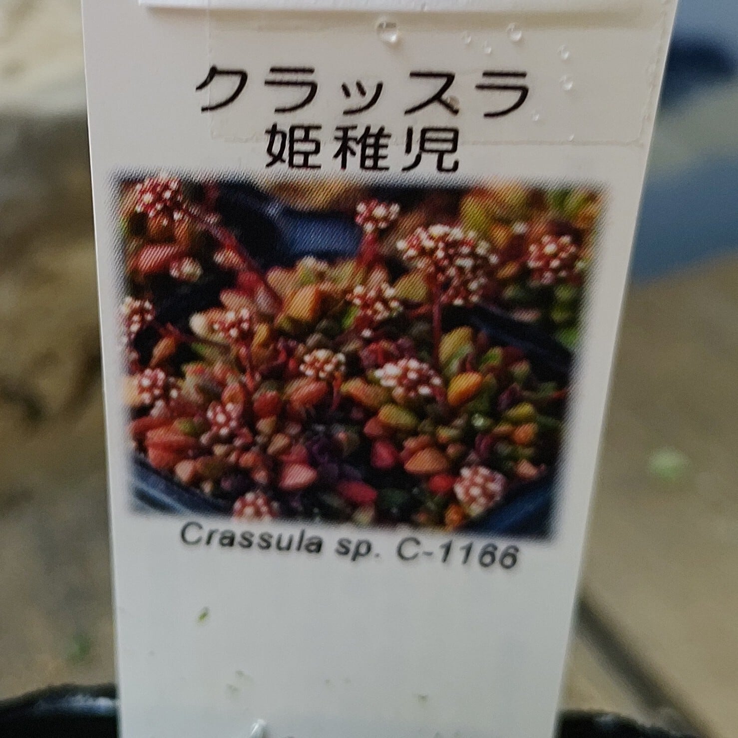 姫稚児 | RuPo 多肉植物専門店