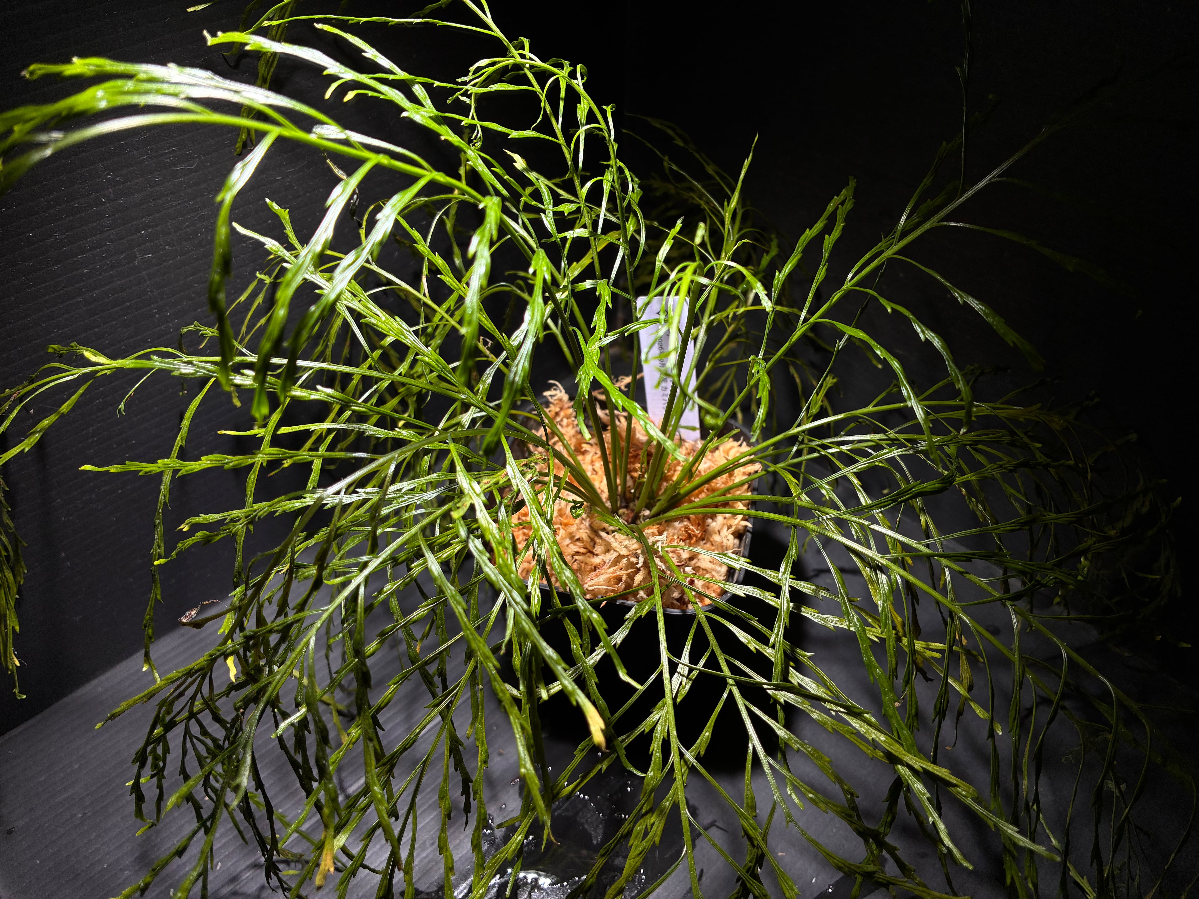 水草・観葉植物 | AquaFocus