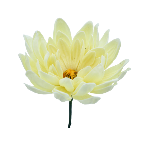 ダリアD-I2 アイボリー (15輪入りor25輪入り)