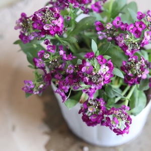 アリッサム　クリスタル　ムラサキカラー　小さなお花　丈夫で横にひろがる　冬から春まで咲く