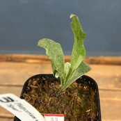 【クリアランス】ビカクシダ ウィリンキー 'spur' (P.willinckii 'spur')【33】