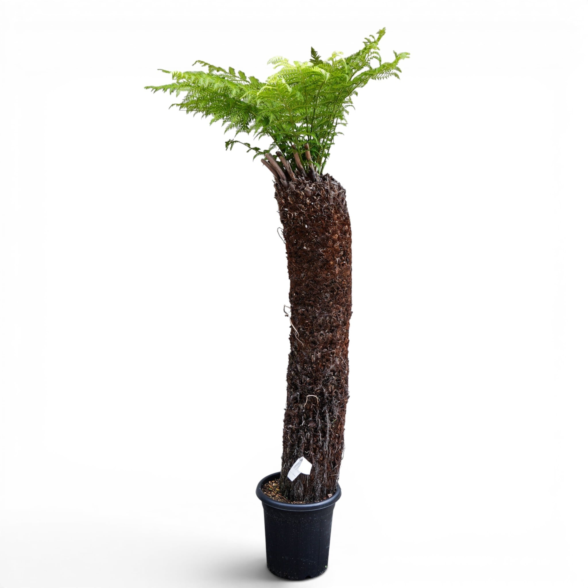 Dicksonia antarctica ディクソニア アンタルクティカ 5 木性シダ 全高