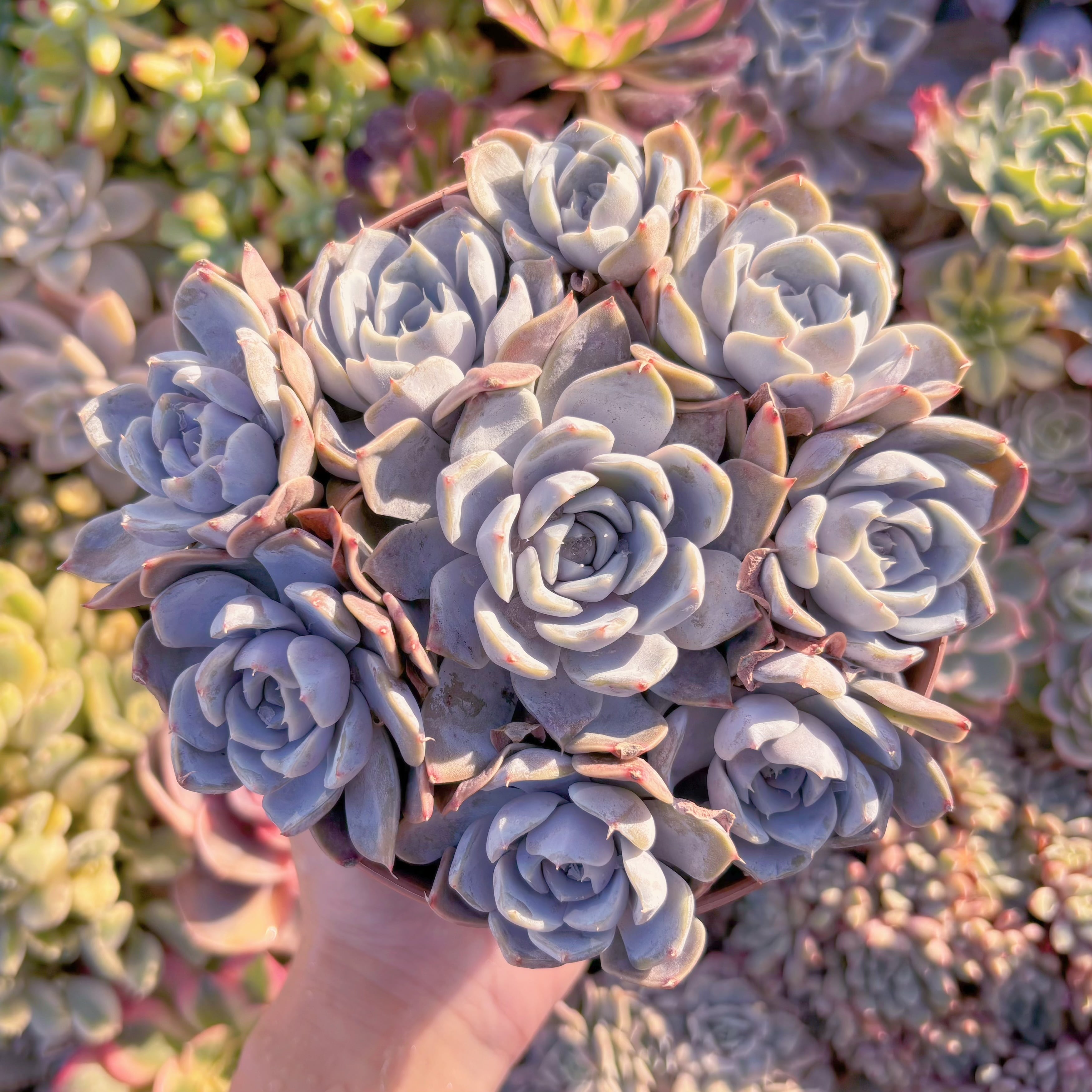 現品　雪兎#M126　大群生　るる農園