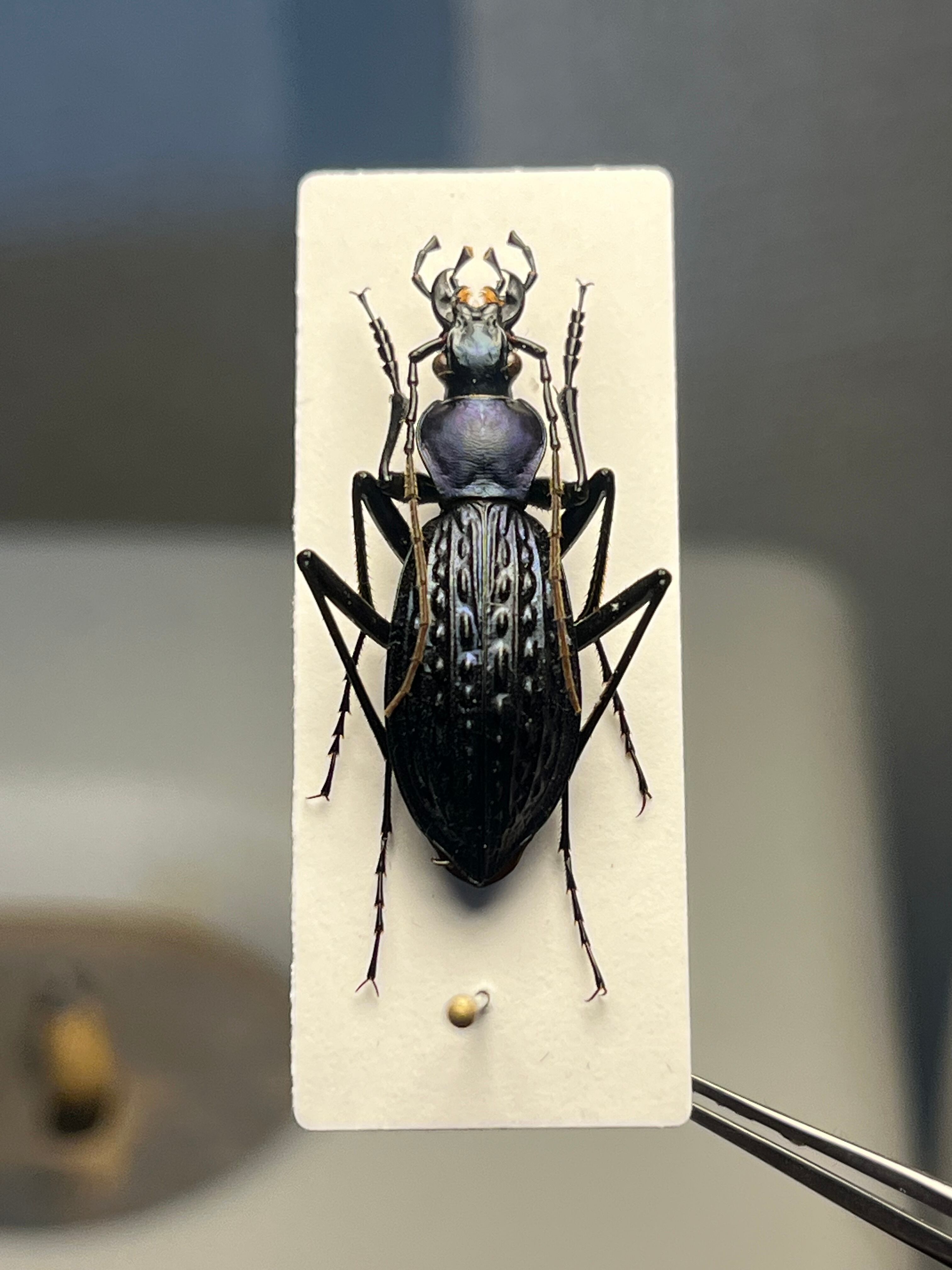 中国保護種】トルゴエトゲオサムシ 標本 チレンシスオサムシ