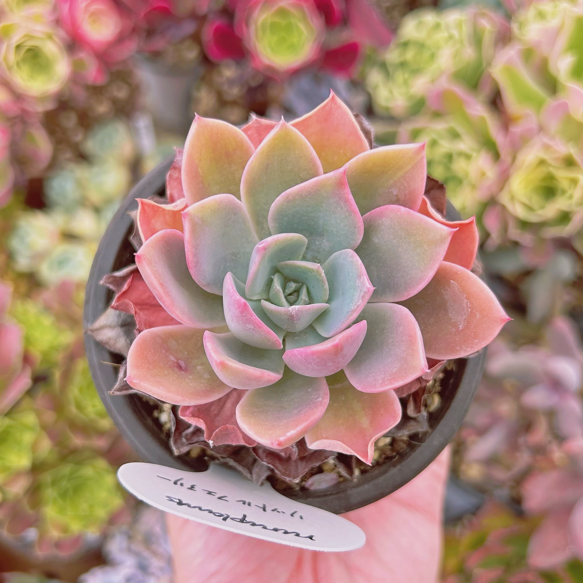 625現物 多肉植物 リットルフェアリー 抜き苗 | るる農園~多肉 625現物 多肉植物 リットルフェアリー 抜き苗 | るる農園~多肉