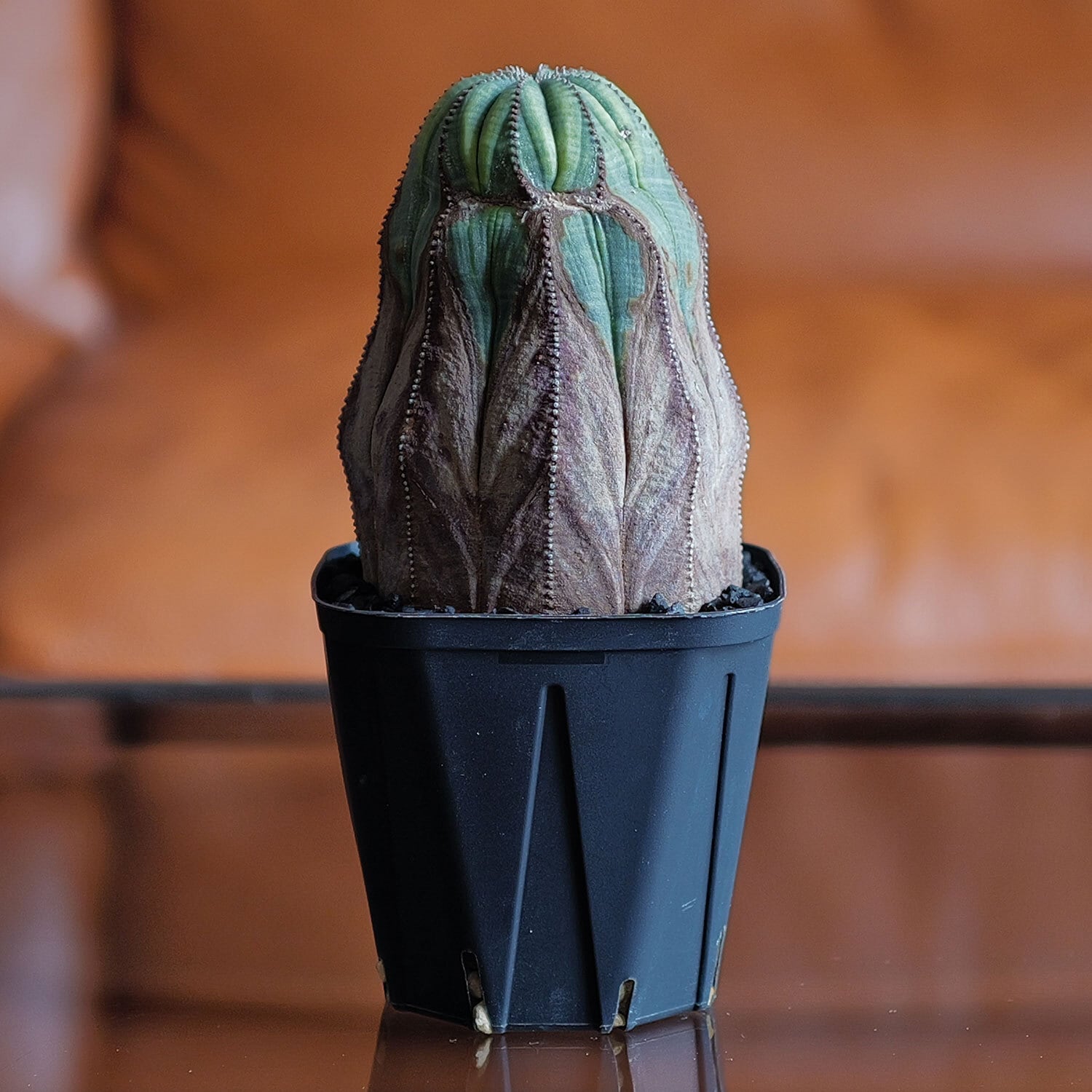 RETAKE メス株 超大株 8.1cm 木質化 美模様 捻じれ マウンテン オベサ