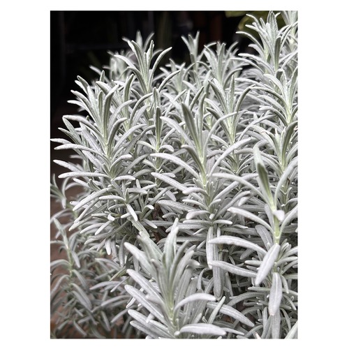 Lavandula x intermedia 'Grosso'