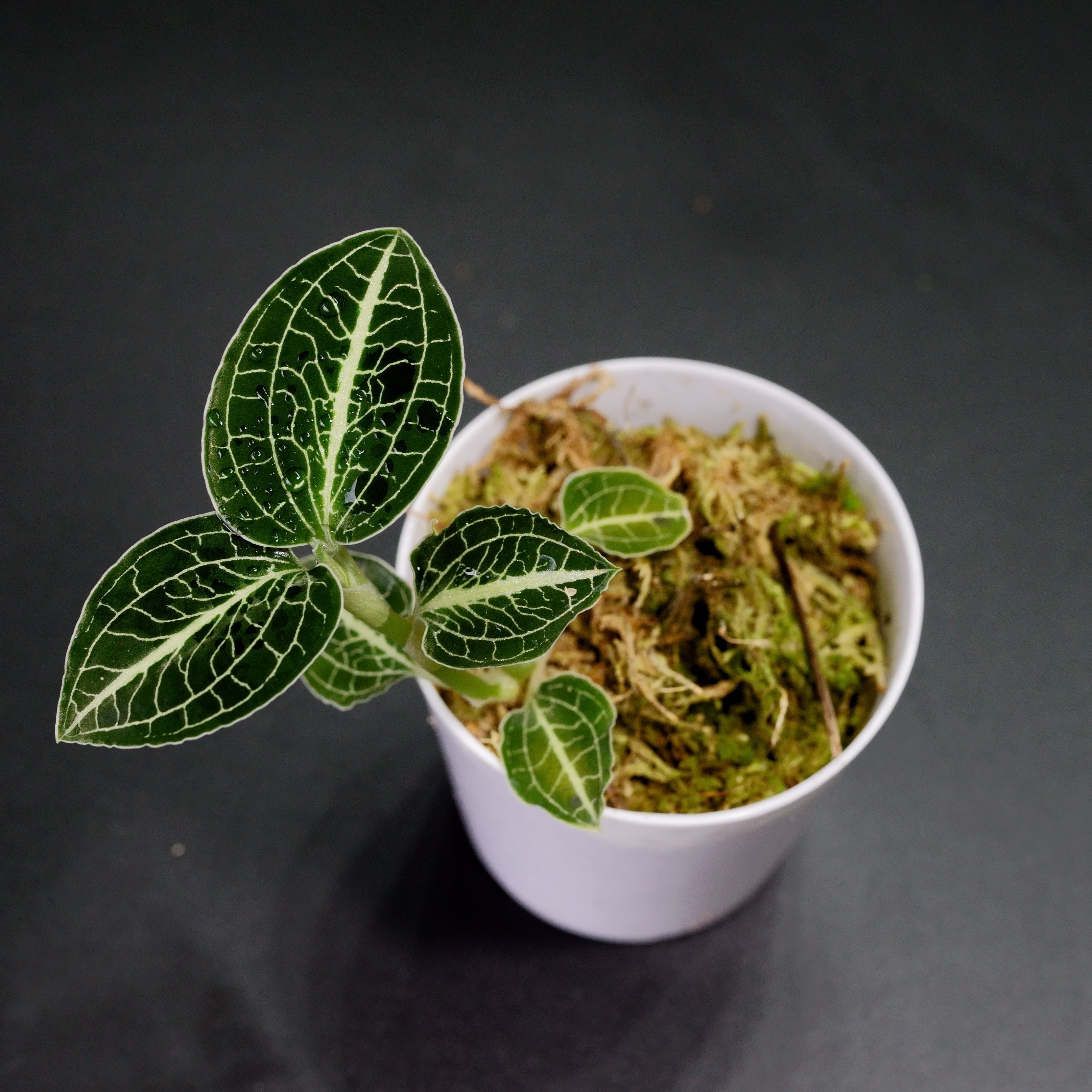 【現品販売】ジュエルオーキッド / アネクトキルス・ロクスバーギー No.5