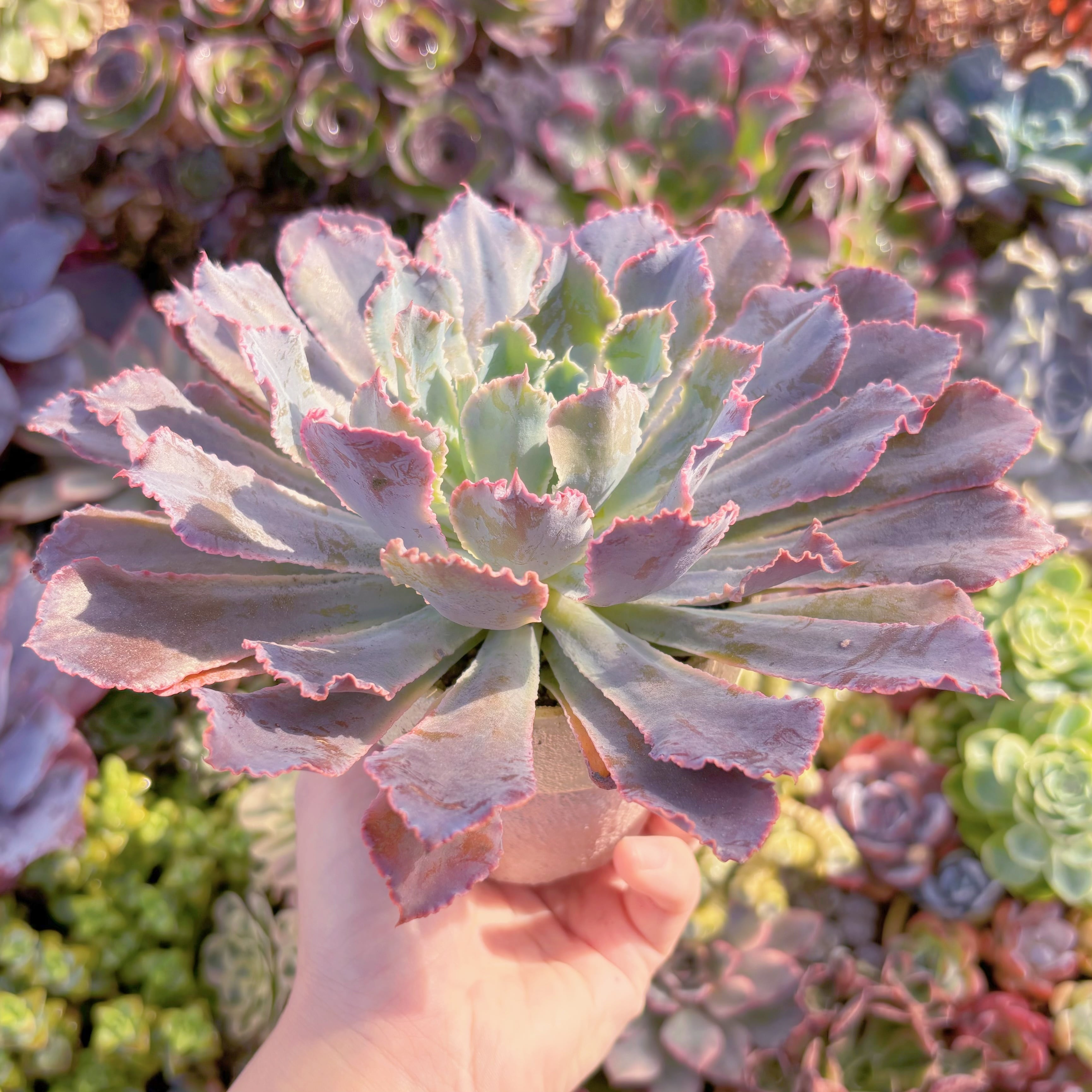 多肉植物 シャビアナ 特大苗 新入荷 るる農園 | るる農園~多肉植物専門