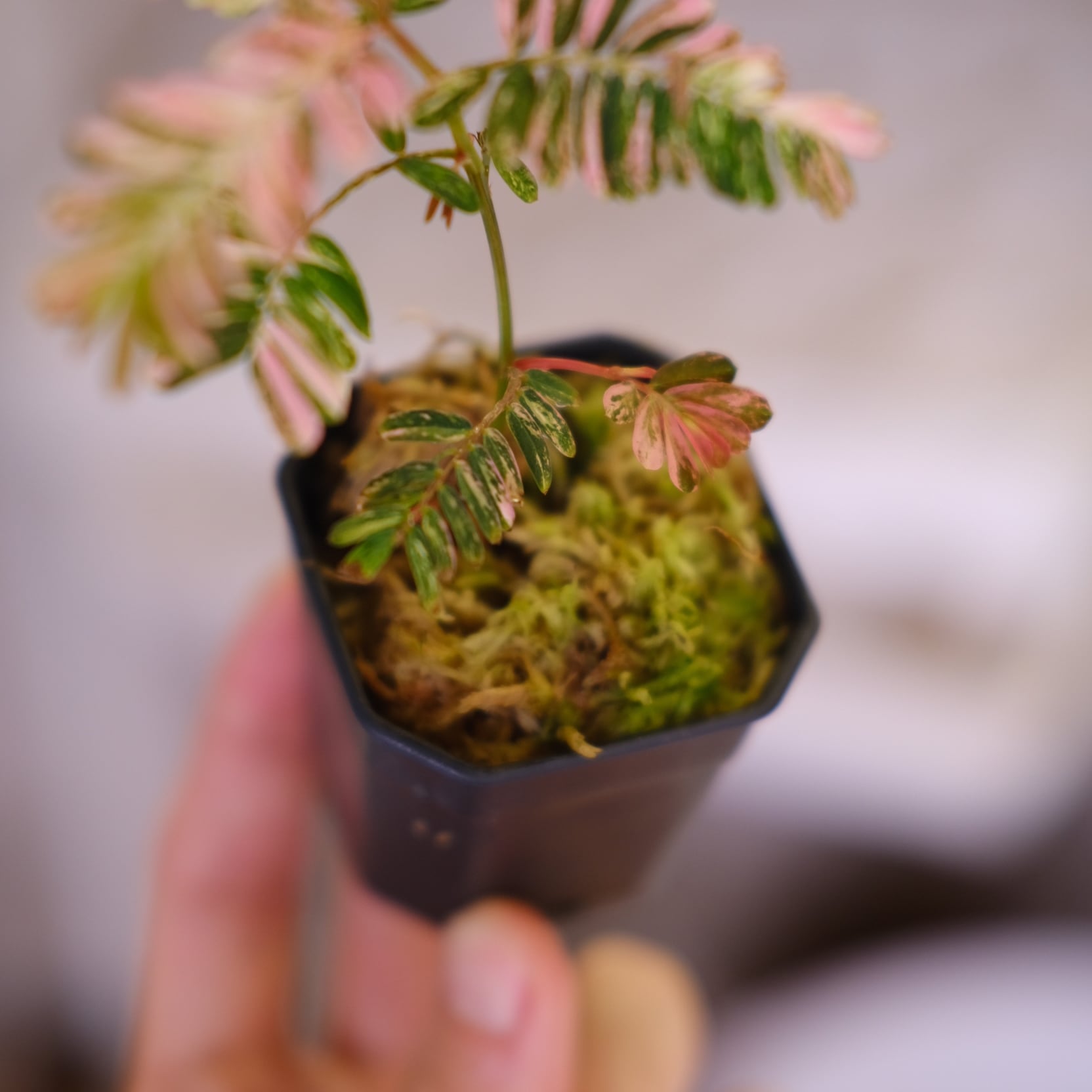 Phyllanthus urinaria 'Pink Variegated'⑤ / フィランサス