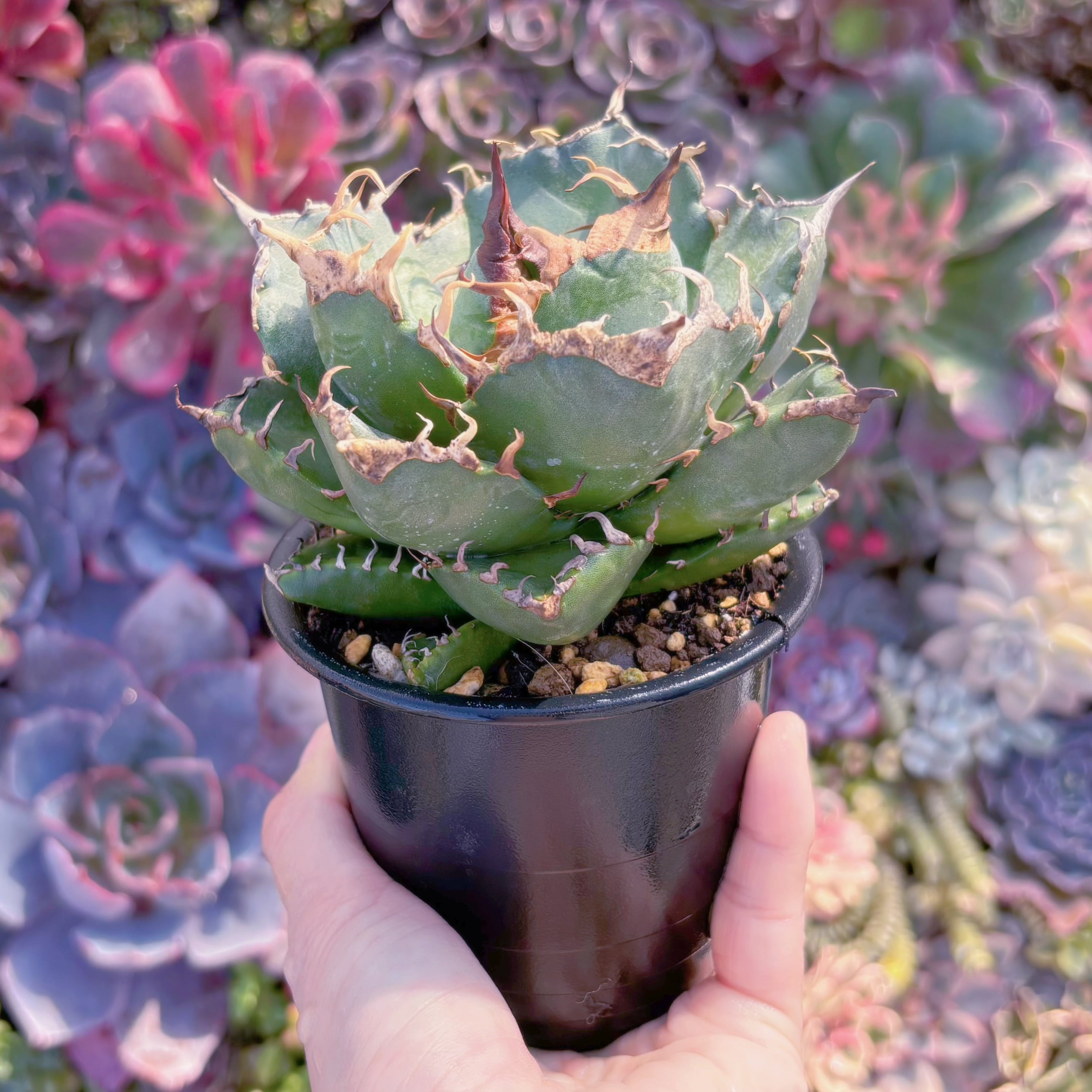 現品　アガベ　魔丸#A005　新入荷　るる農園