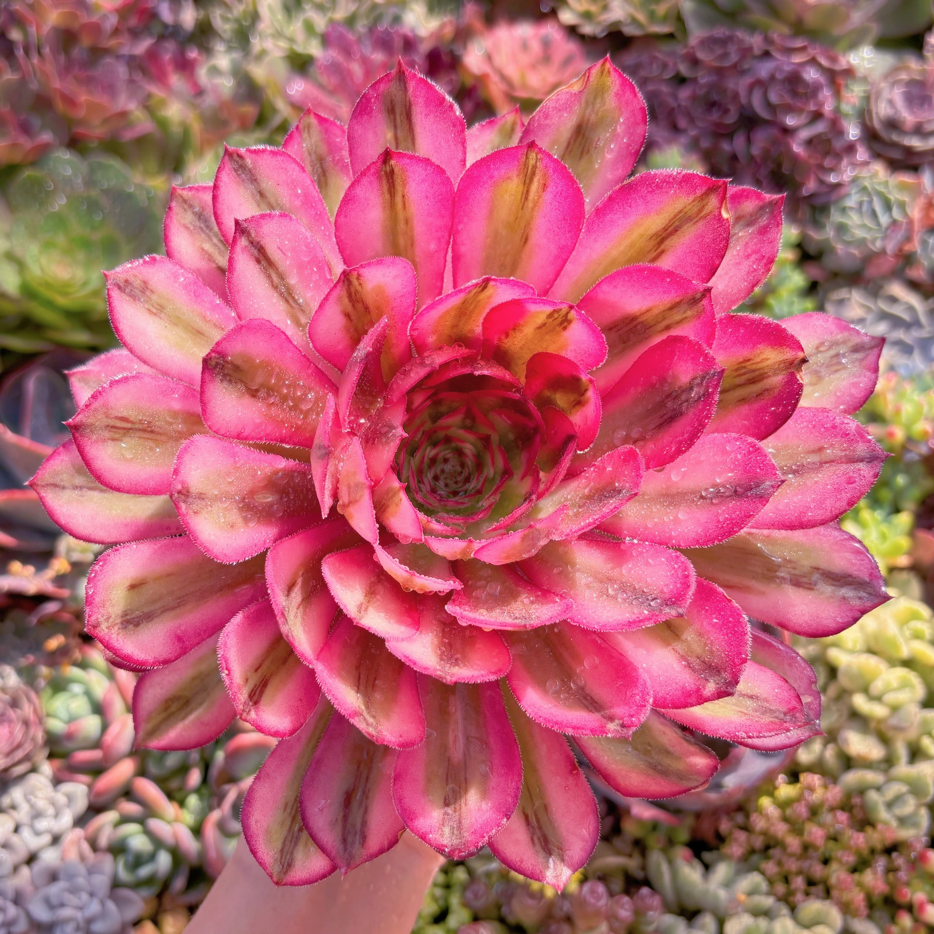 現品　白月光#017　大苗　るる農園