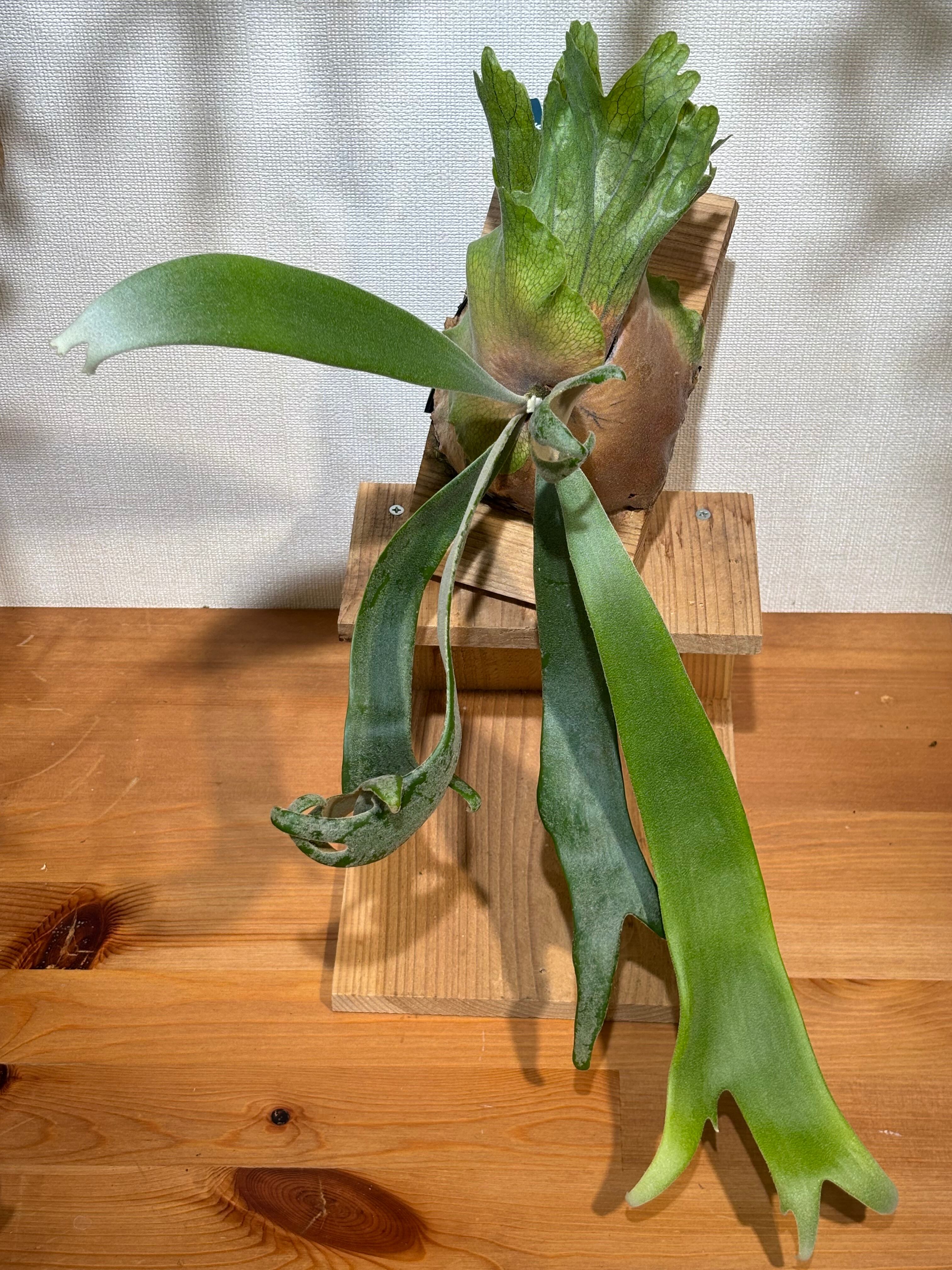 P.Willinckii Little crown spore select | Shall.plants
