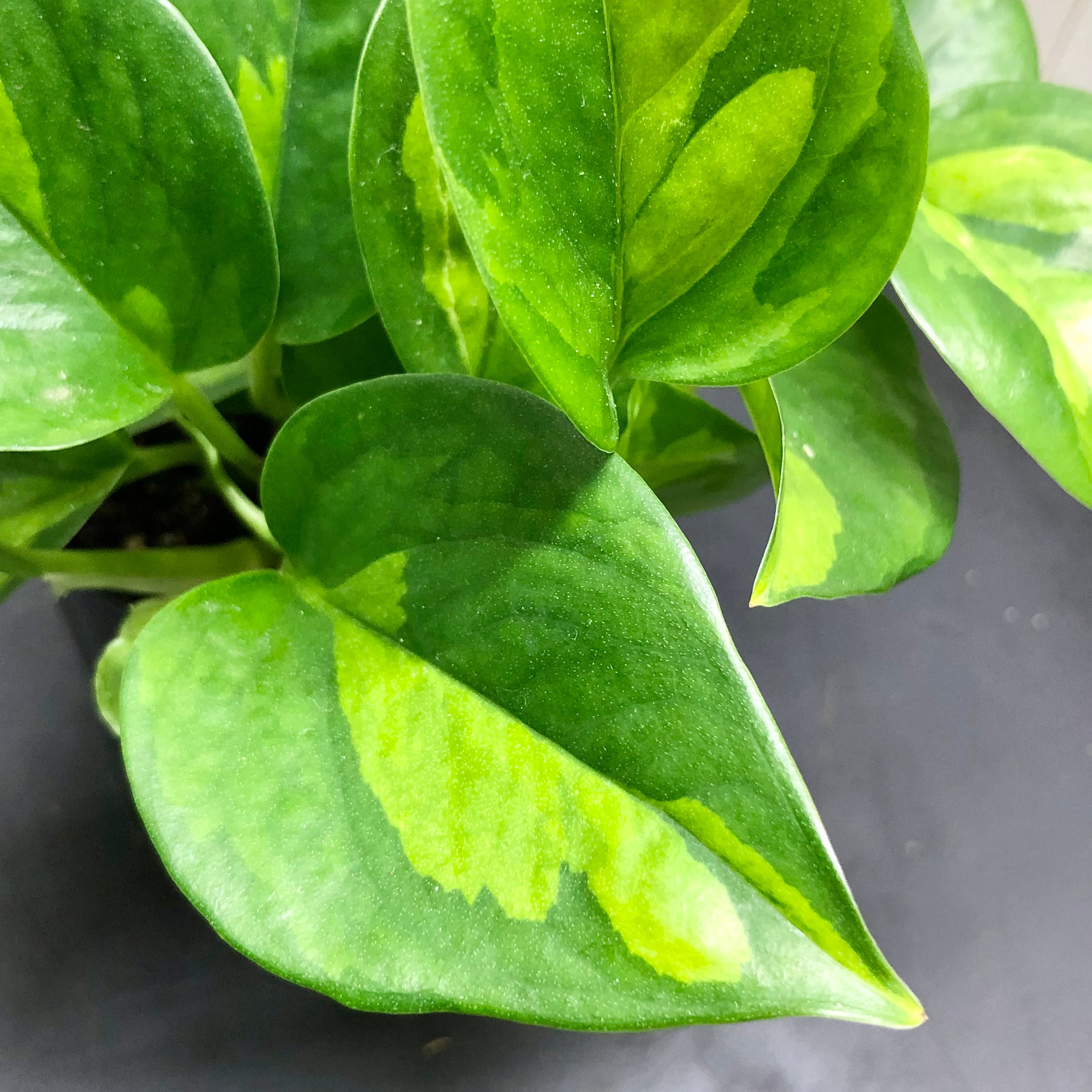 迷彩柄 ポトス グローバルグリーン 3号ポット | PLANTS SHOP OLIVE 迷彩柄 ポトス グローバルグリーン 3号ポット | PLANTS SHOP OLIVE