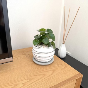 ペペロニア・ジェイド