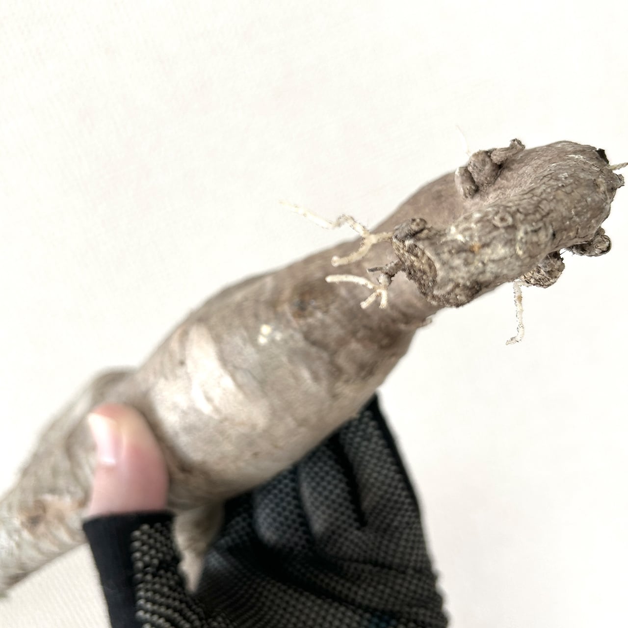 パキポディウム・マカイエンセ|やさしい曲線と伸びやかな枝姿が美しい、インテリアにも映える発根済の現地株【虫発生抑制/手作りモルタル鉢】