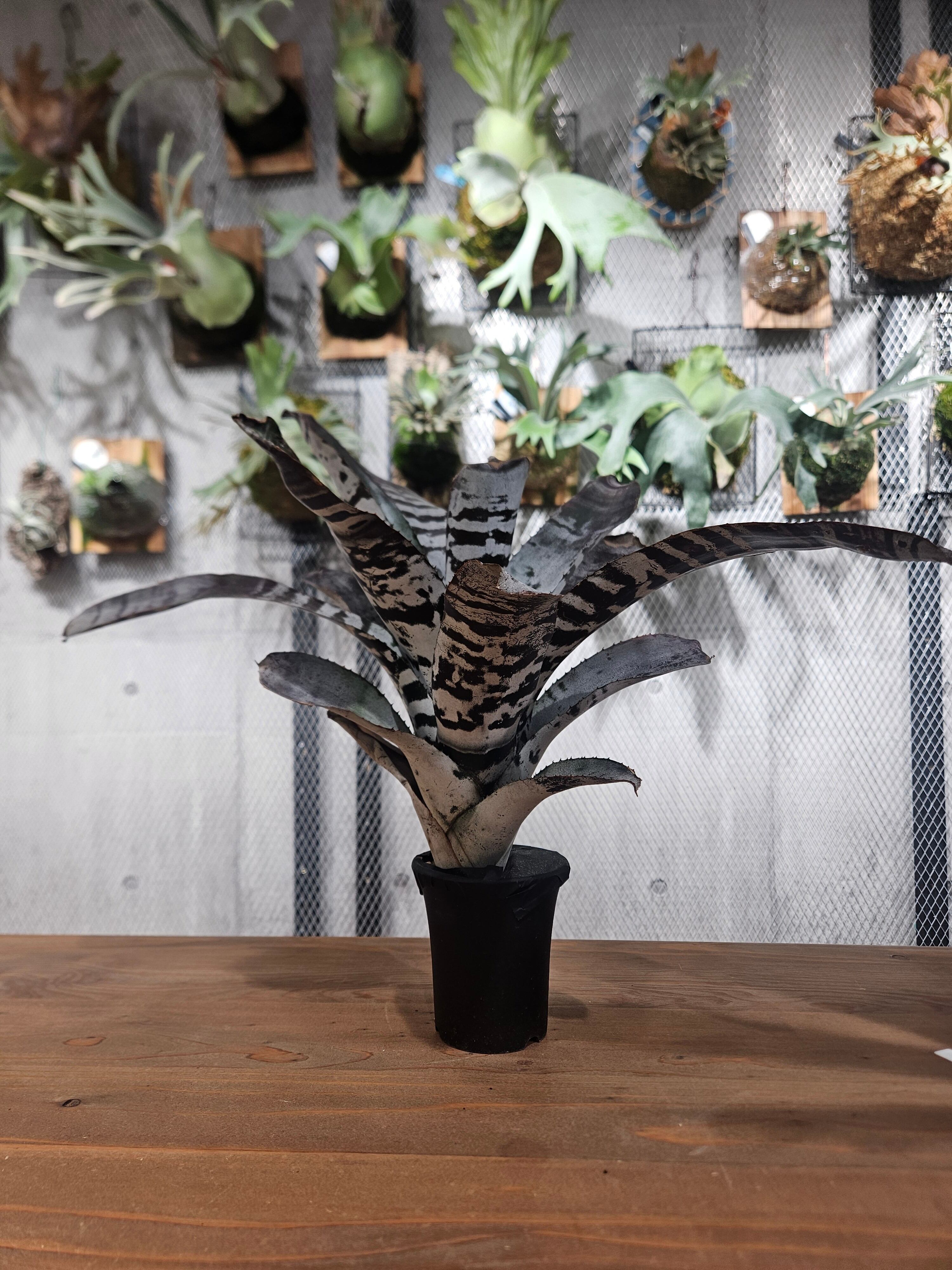 タンクブロメリア | artPLANTs （アートプランツ）