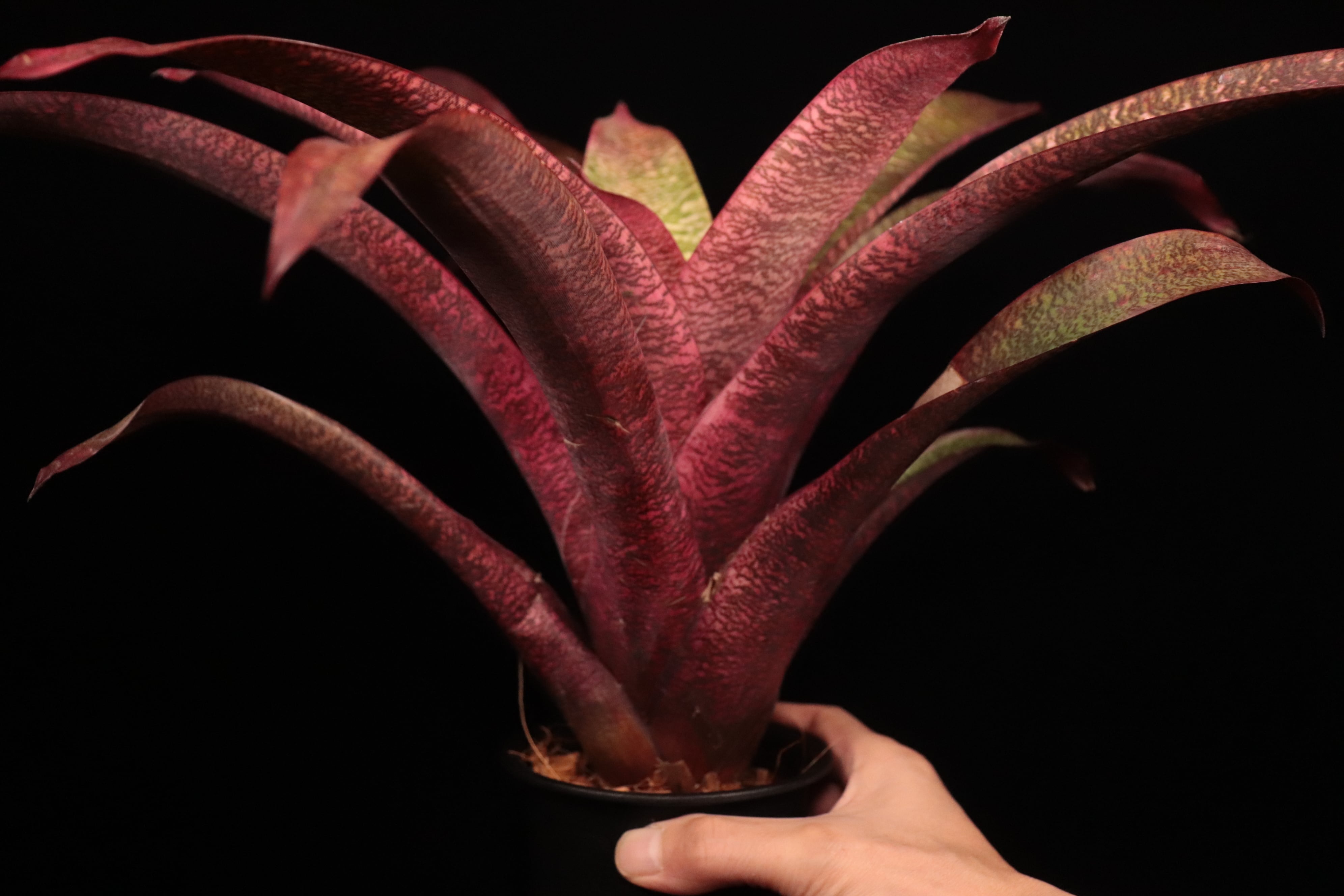 ブロメリア・エアープランツ Vriesea Ice  Berries reserved】Vriesea 'Ice Snow Berries' x 'Living in Paradise' #1