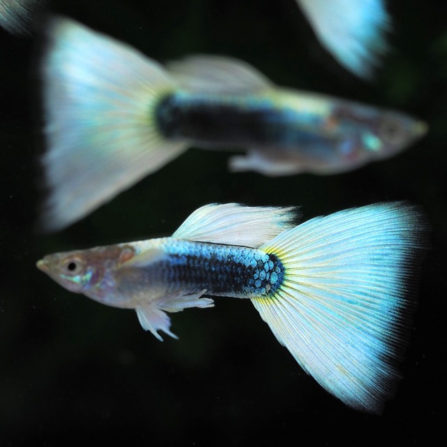 【セール】ドイツイエロータキシード　3ペア＋リボンメス1匹