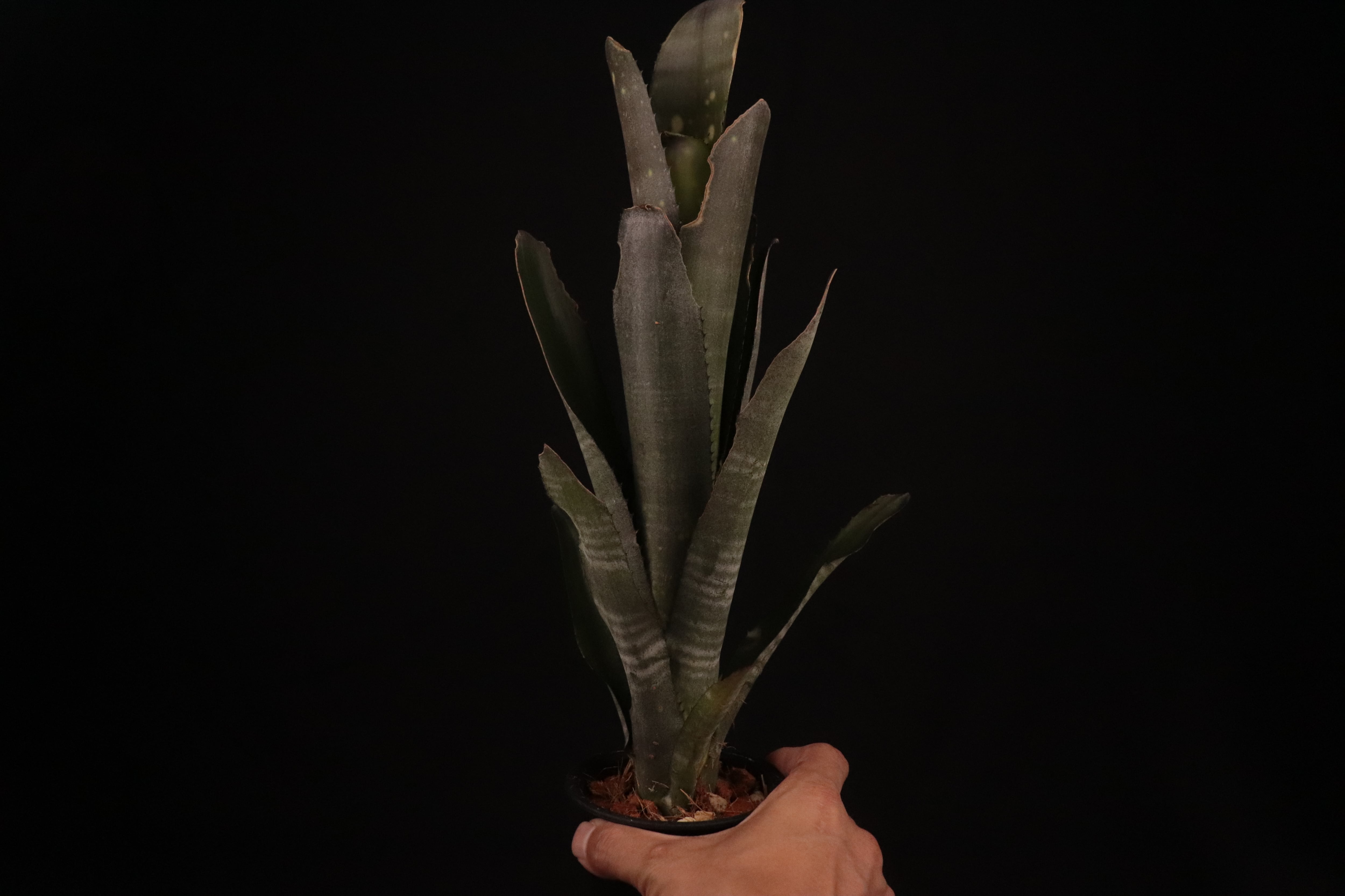 reserved】Billbergia 'Kolan Cavalier'〔ビルベルギア〕現品発送B0144