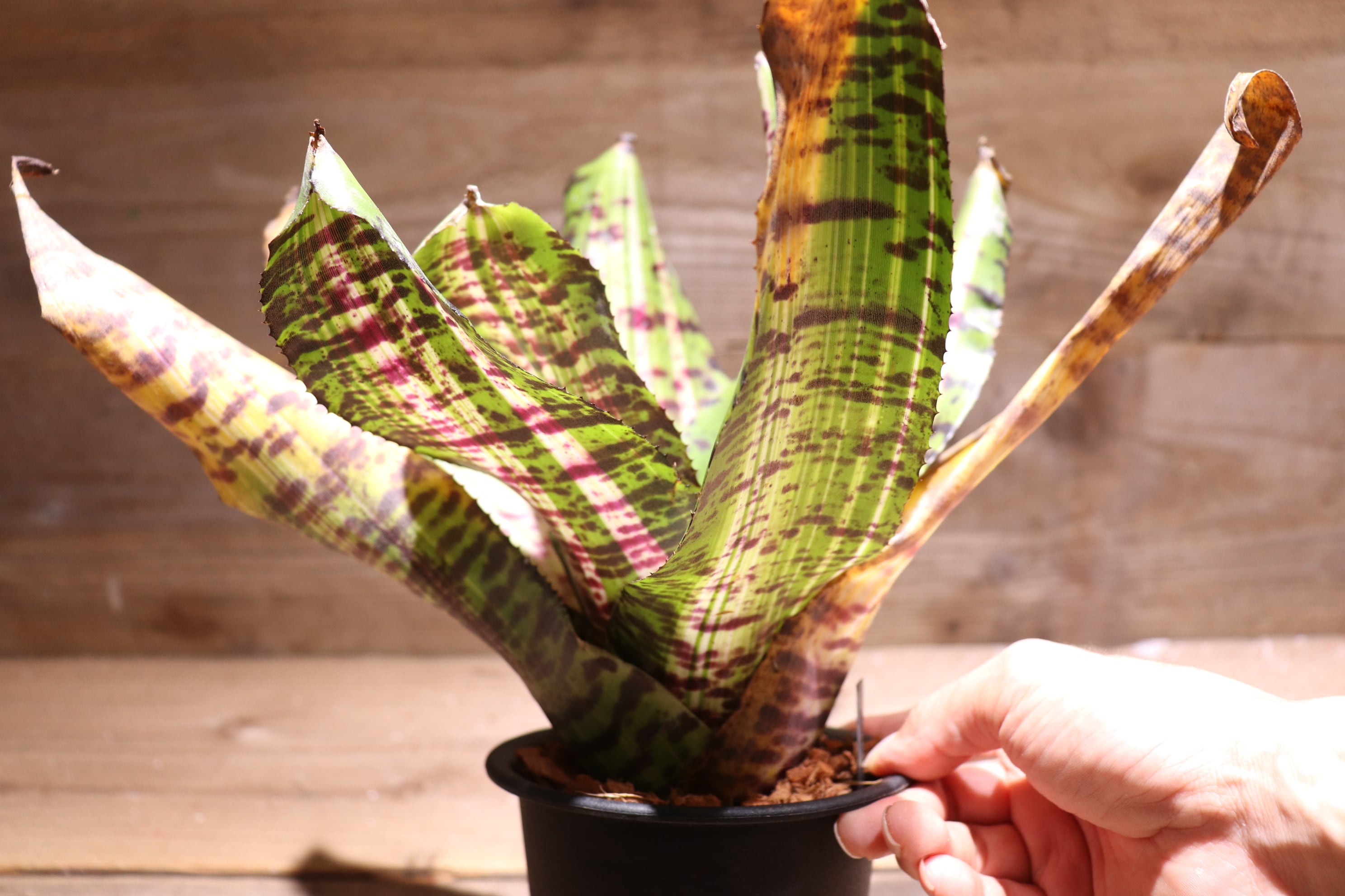 ブロメリア・エアープランツ Neoregelia Snake Charmer No variegated Neoregelia Snake Charmer No variegated - メルカリ