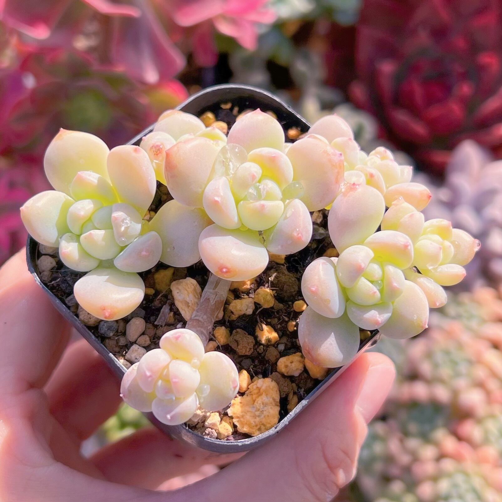 現品　千本桜#530    古株   るる農園