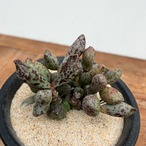 Adromischus marianiae【アドロミスクス・マリアンナエ】