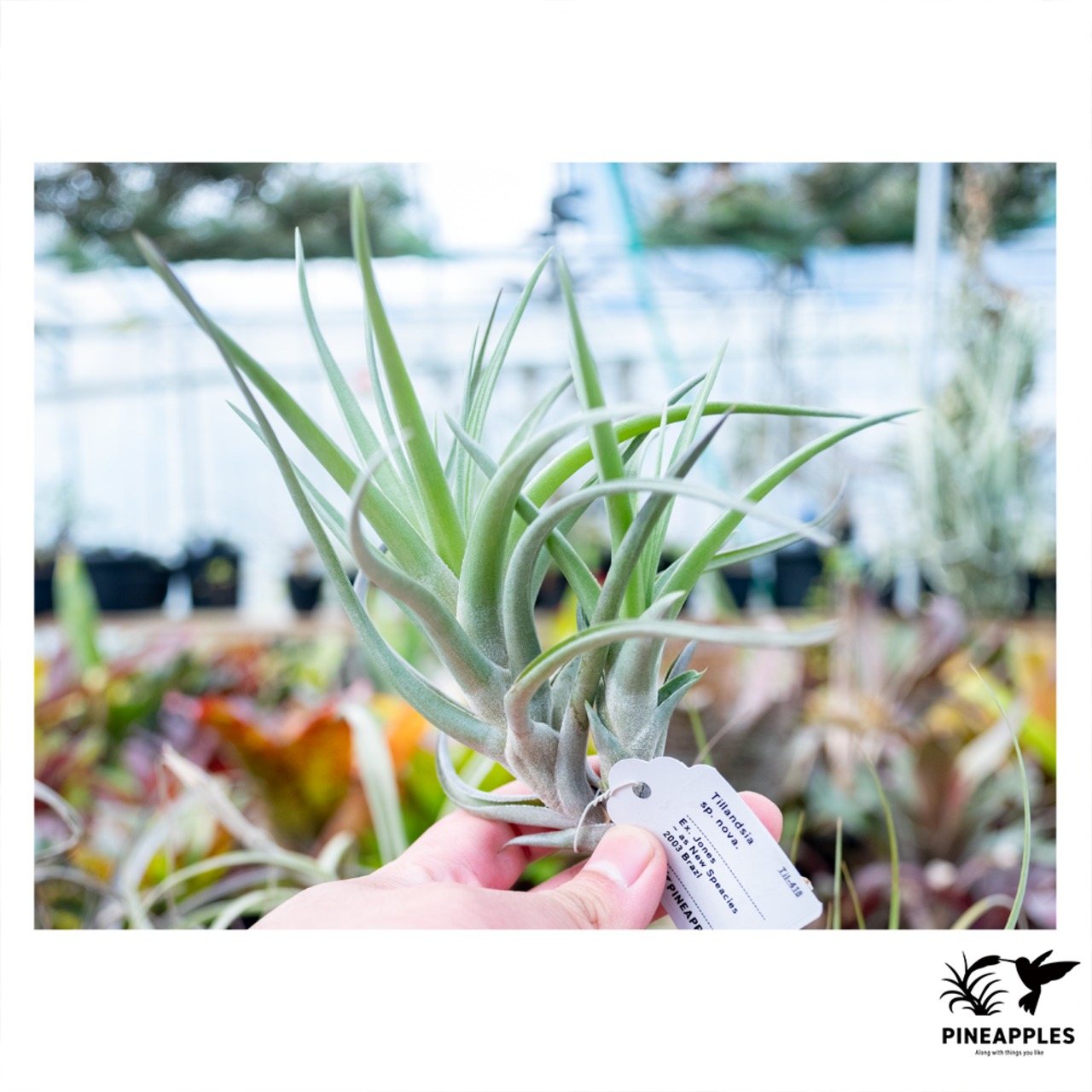 Tillandsia sp. nova. - 1